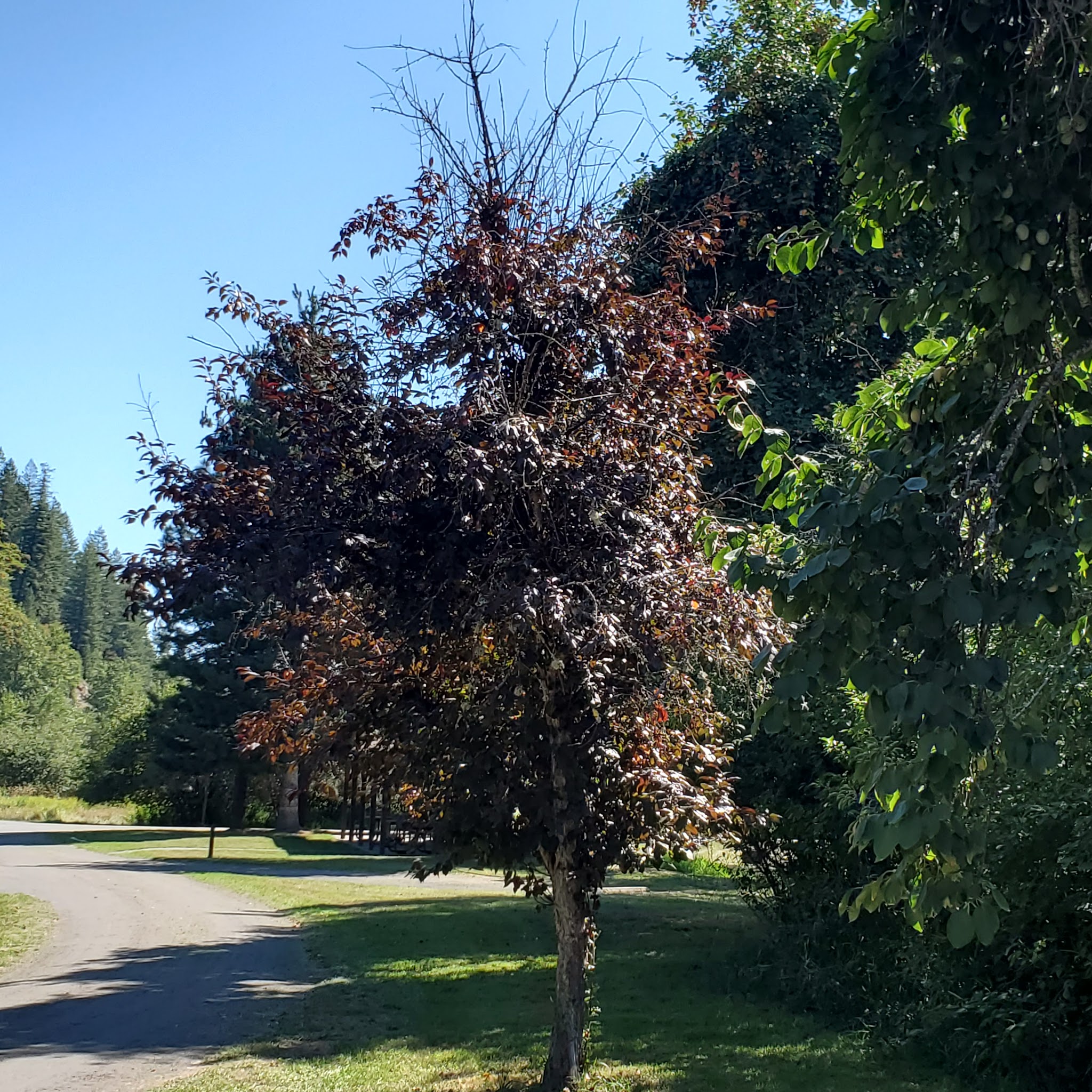 Shadowy St. Joe Campground