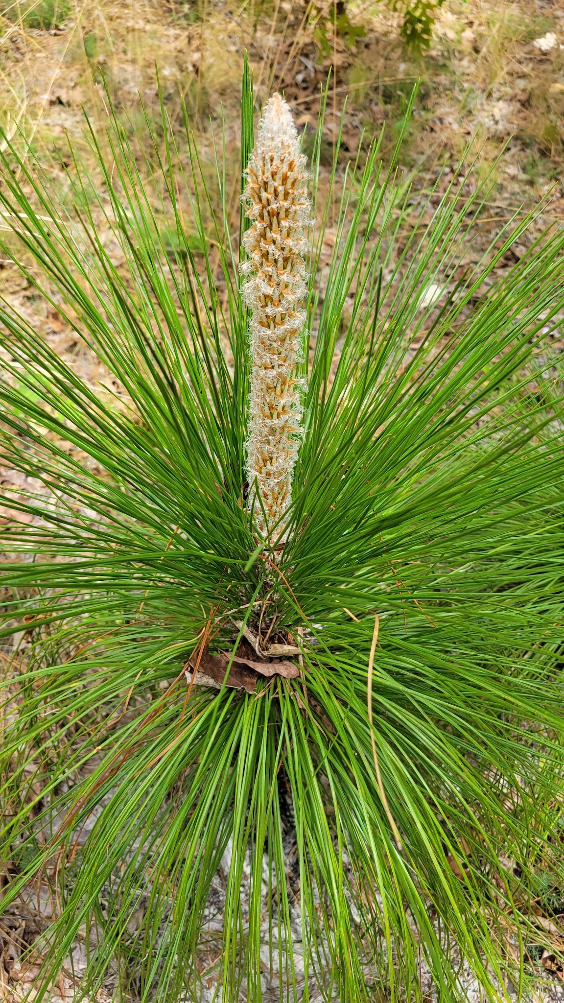 Shangri-La Campground