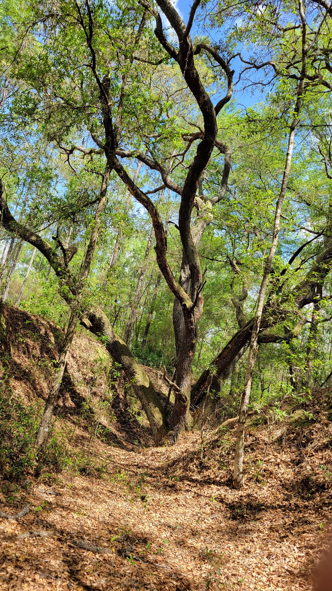 Shangri-La Campground