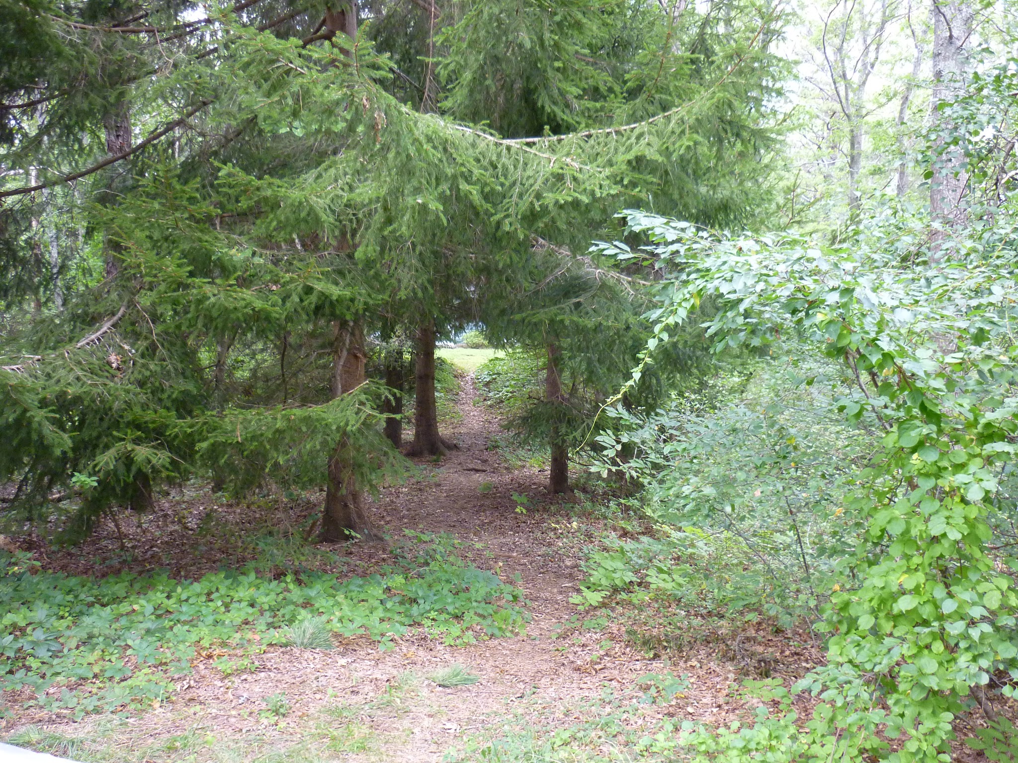 Shawme Crowell State Forest