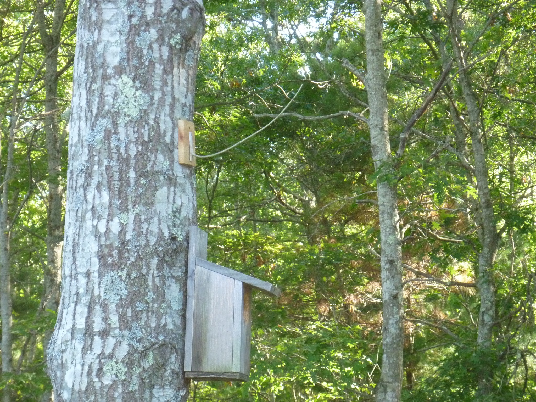 Shawme Crowell State Forest