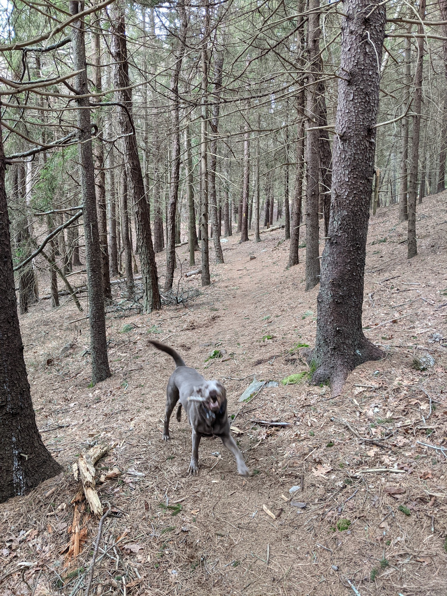 Shawme Crowell State Forest