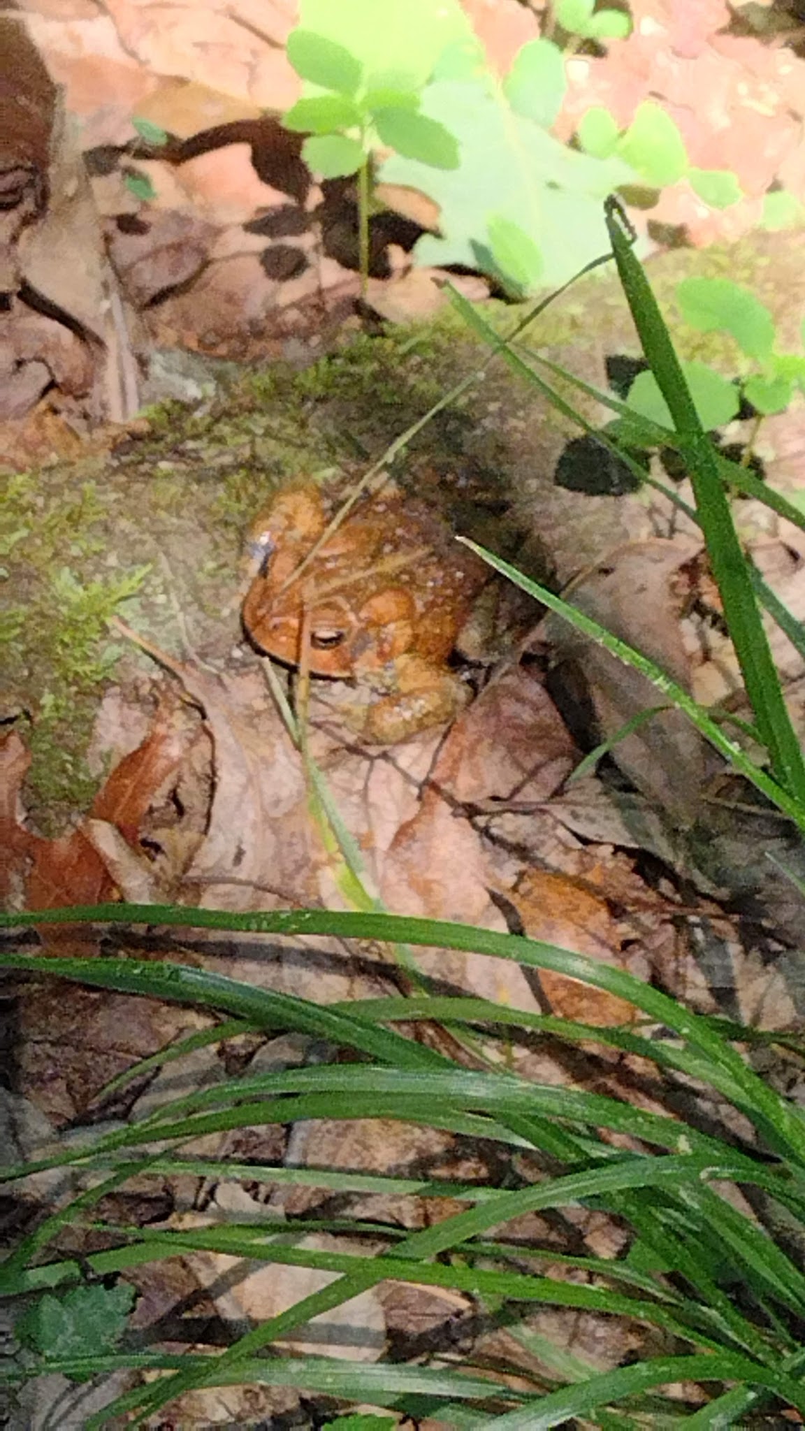 Shawnee Ohio River Full Hook Up Campground
