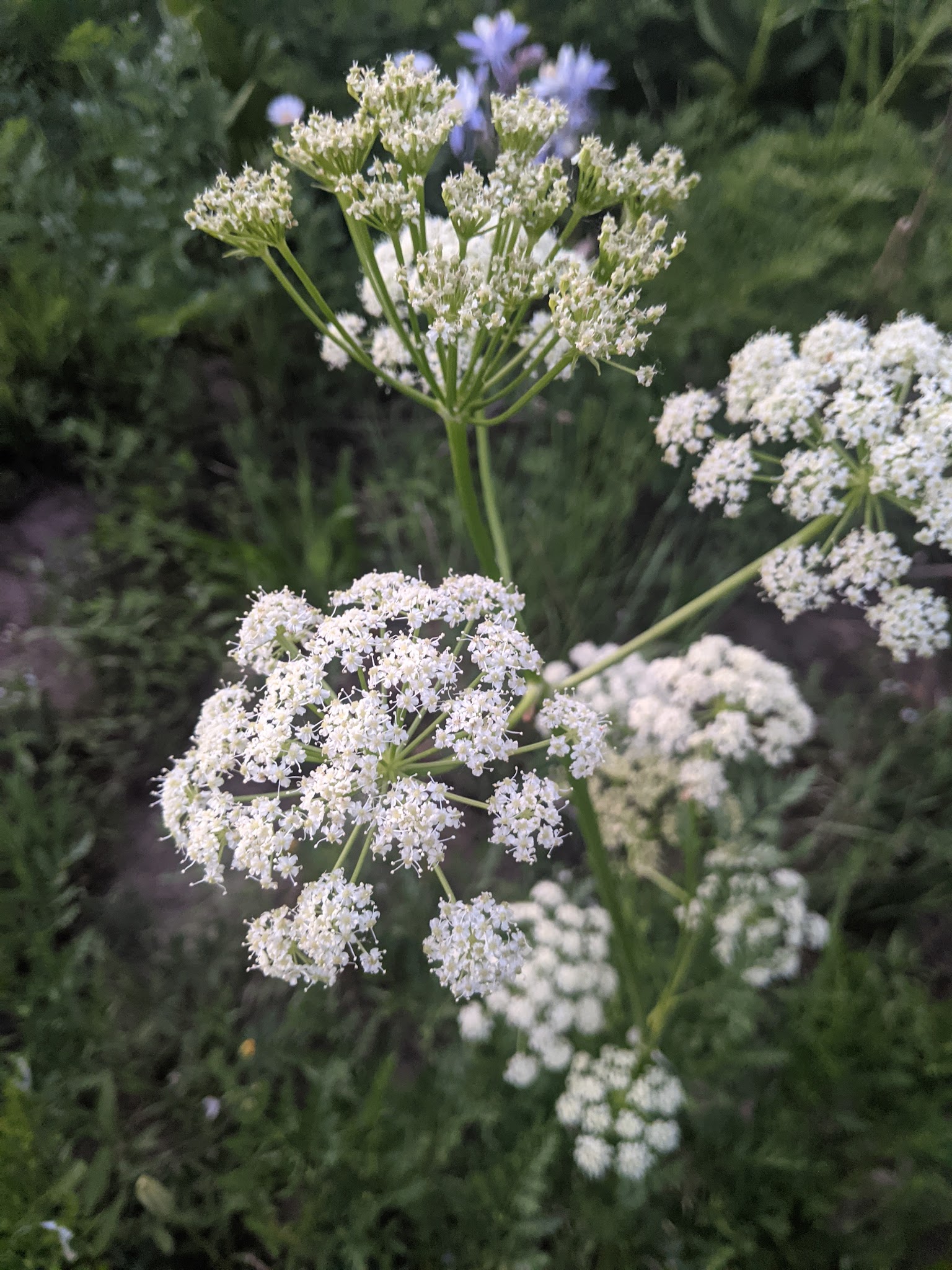 Sheriff Reservoir Campground