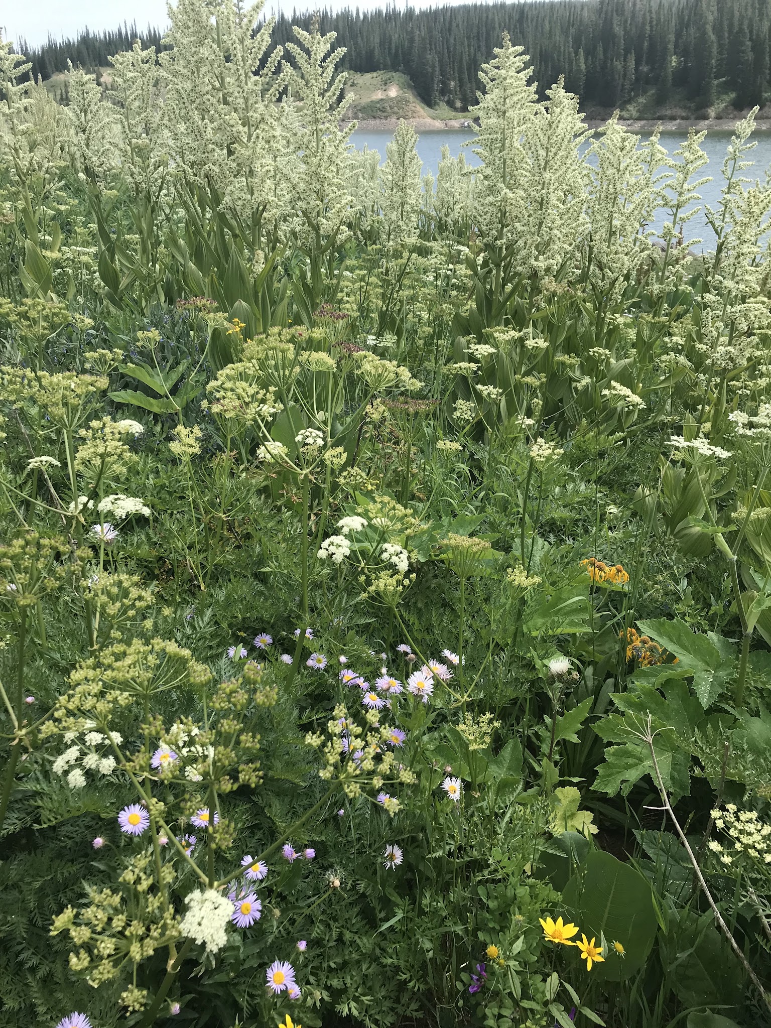 Sheriff Reservoir Campground