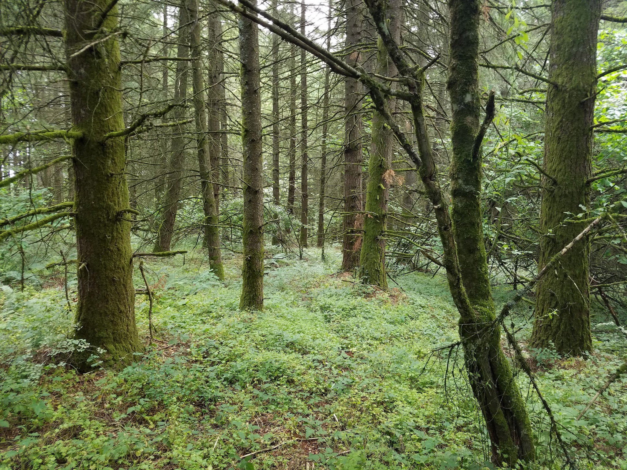 Baker Creek Woods Conservation Easement Crup Campground