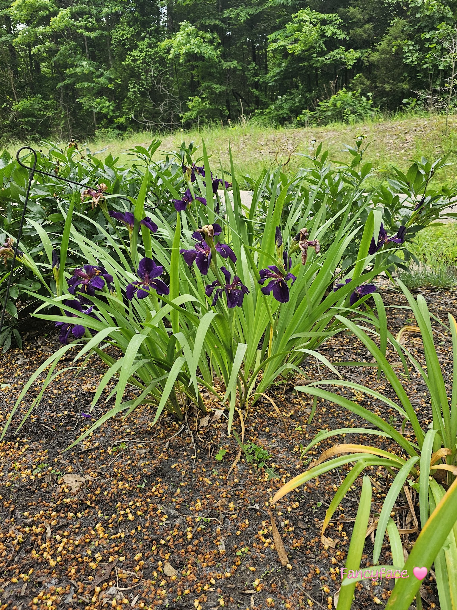Shirley Creek Campground
