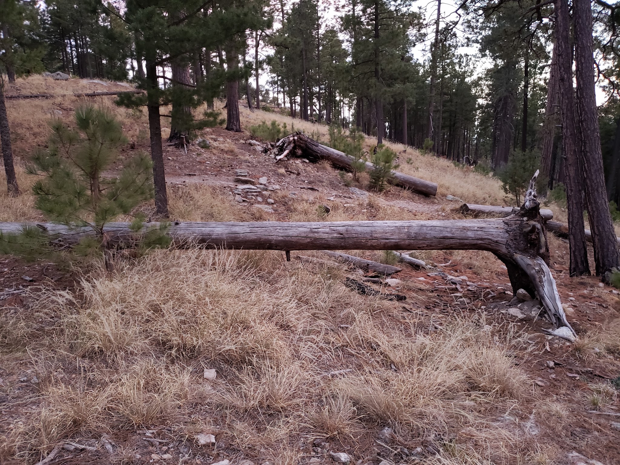 Showers Point Group Site