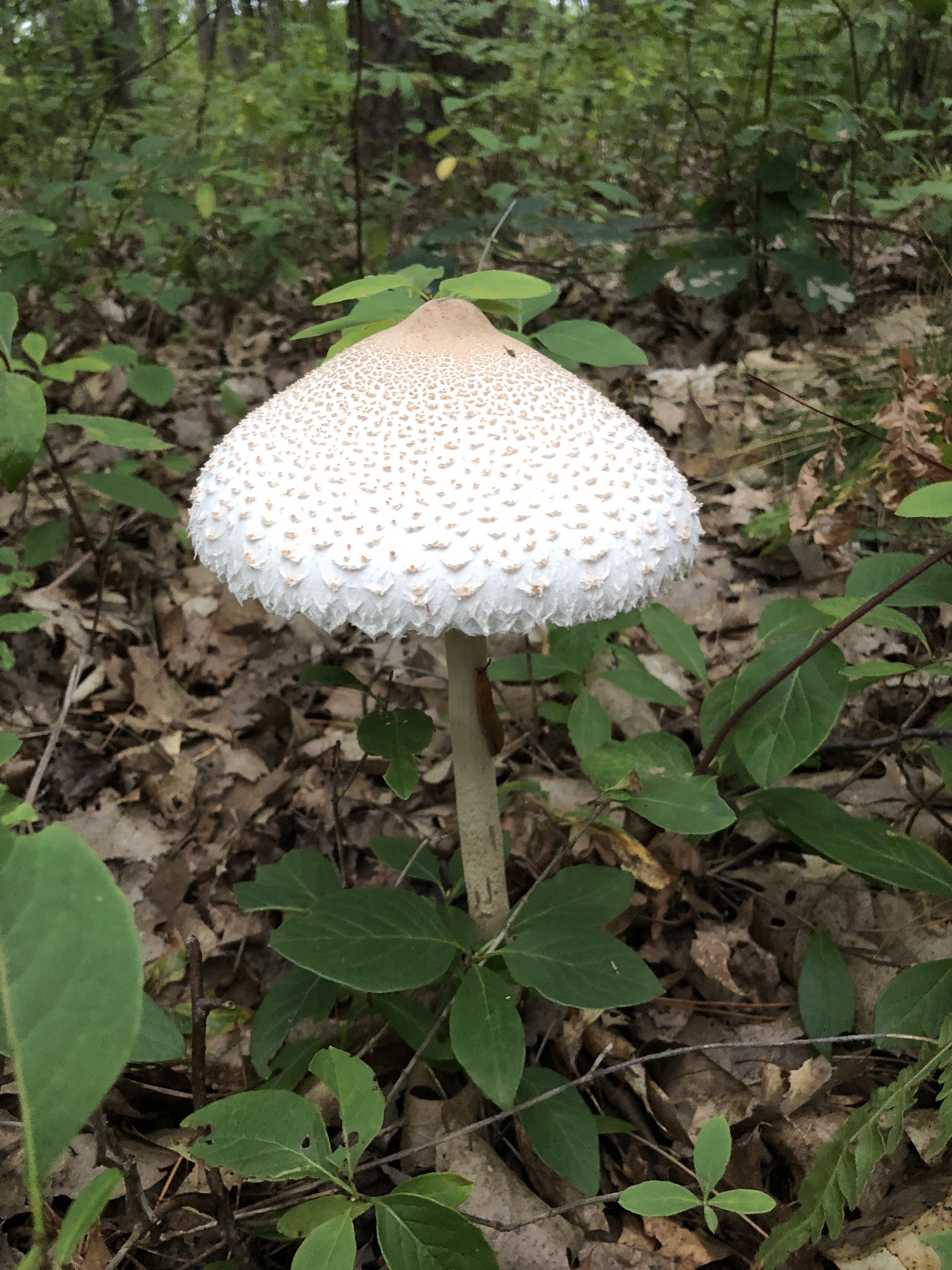 Shupac Lake State Forest Campground