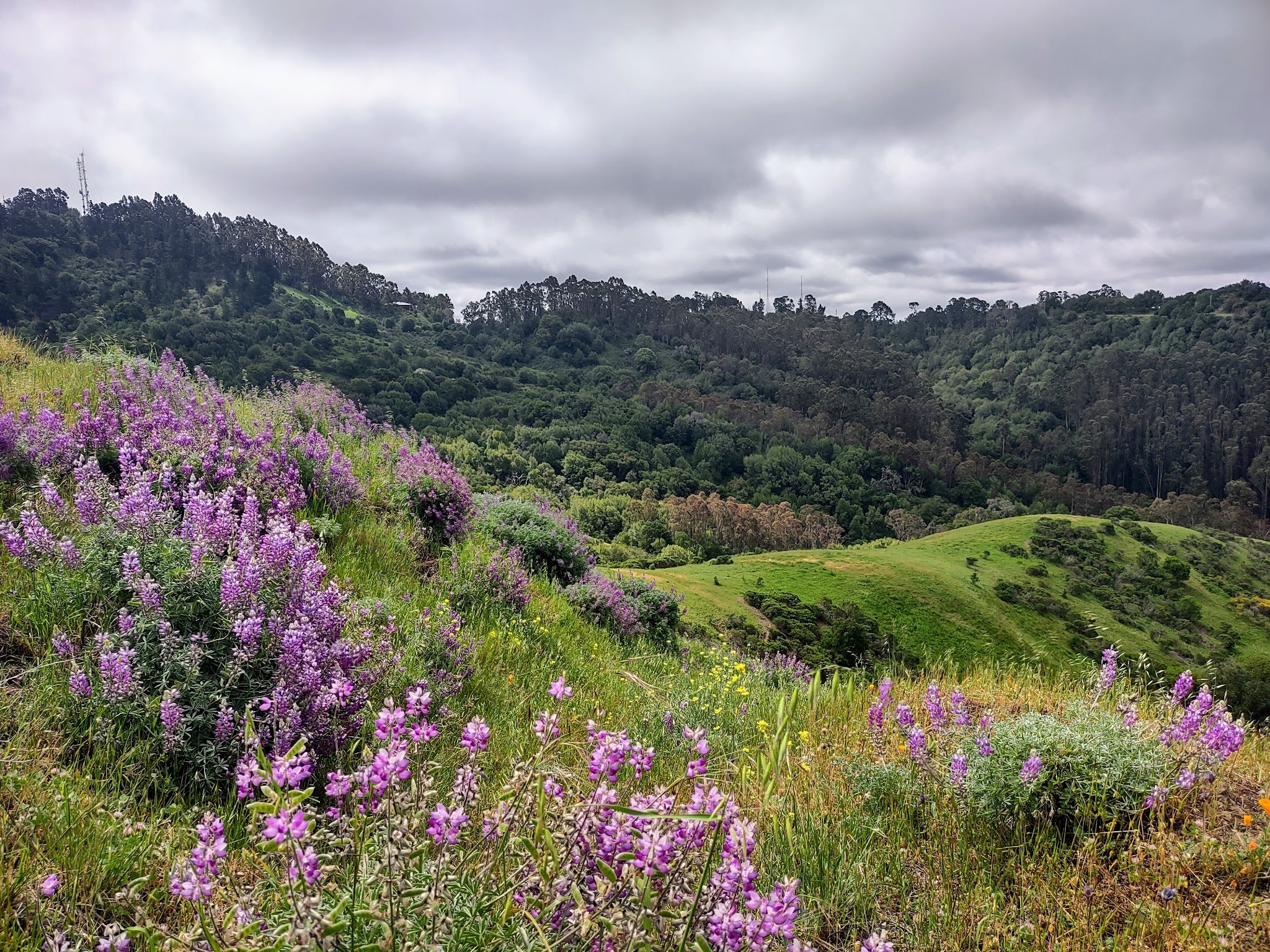 Sibley Volcanic Regional Preserve