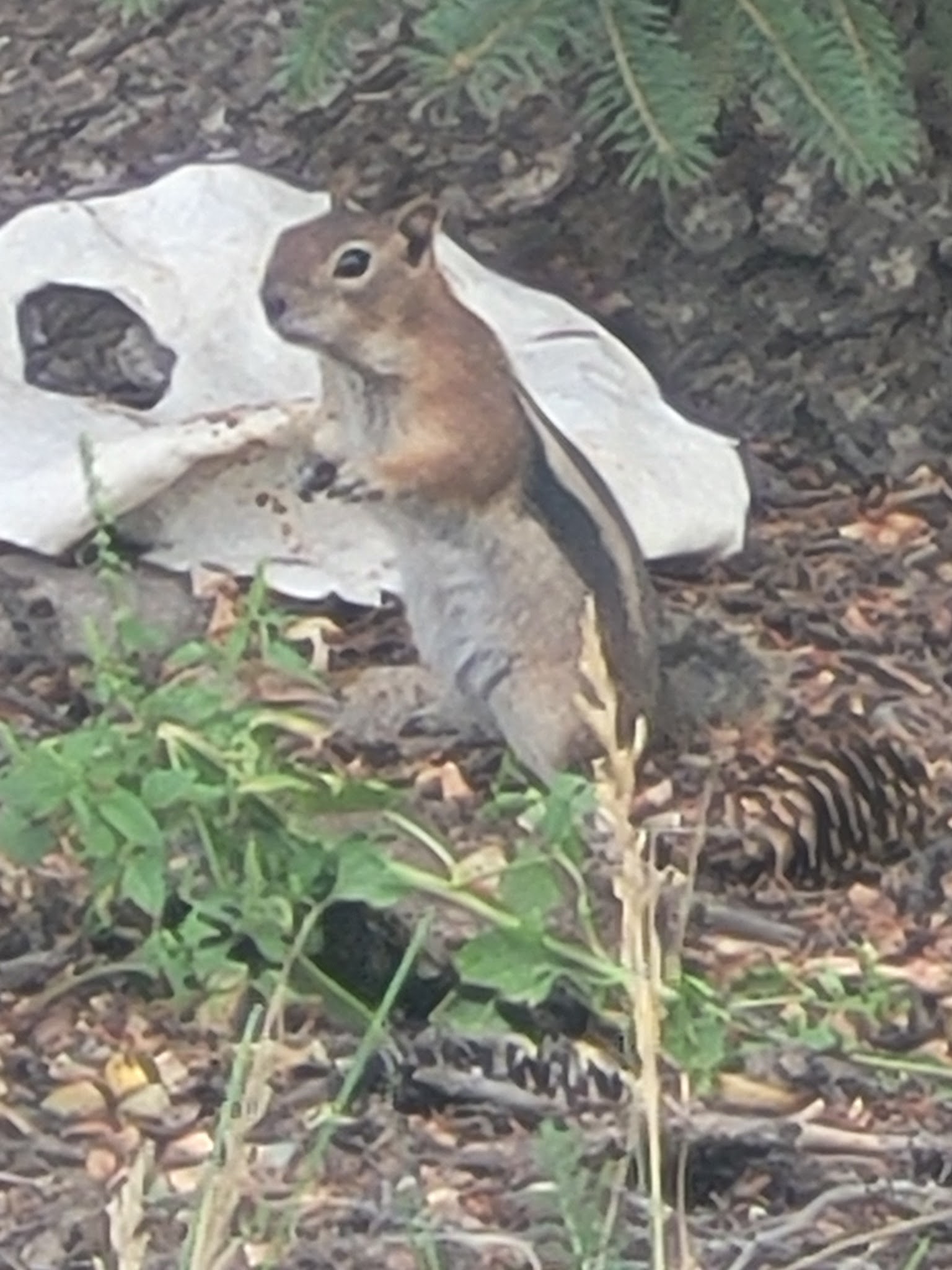 Sig Creek Campground
