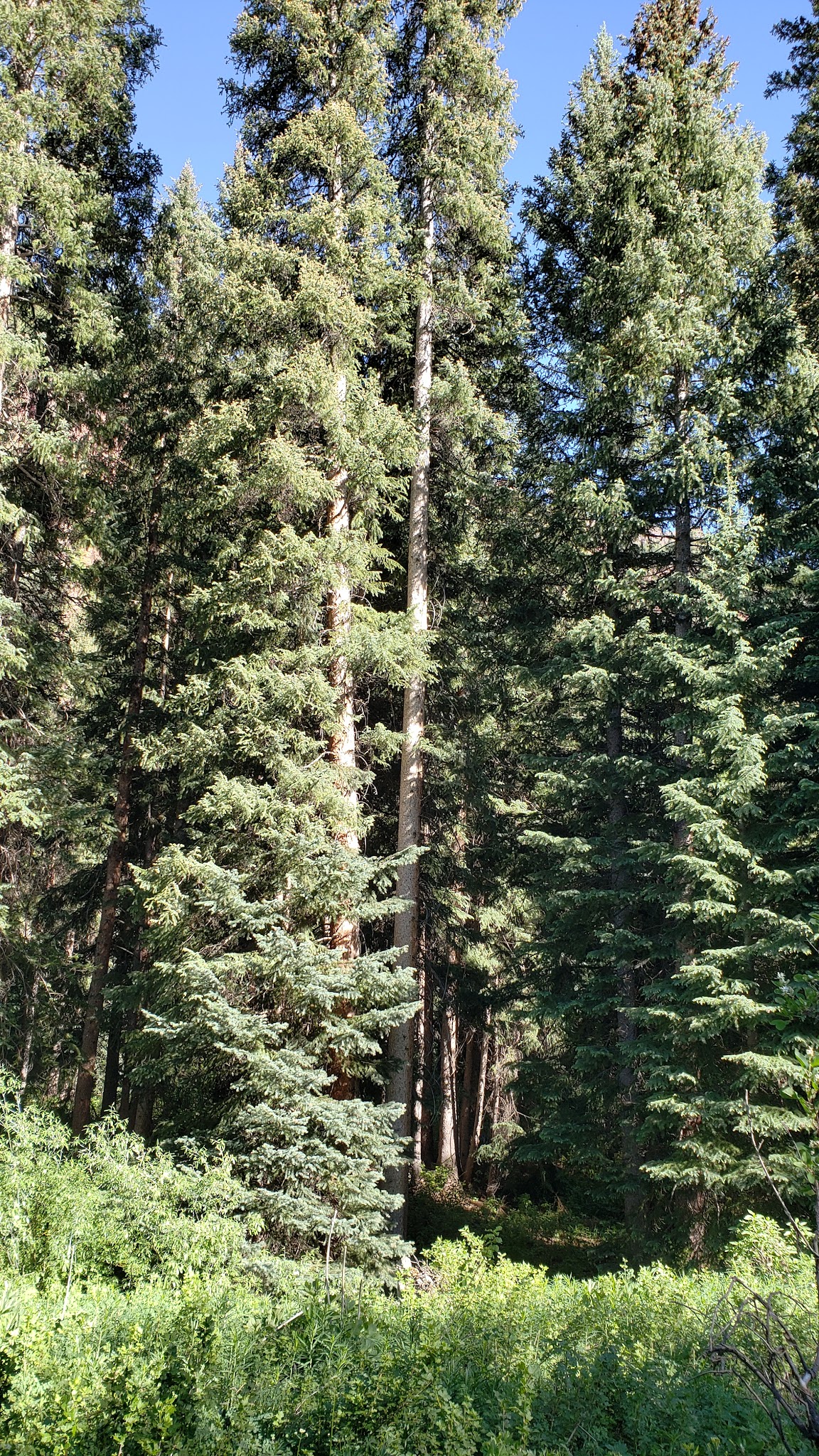 Silver Bar Campground