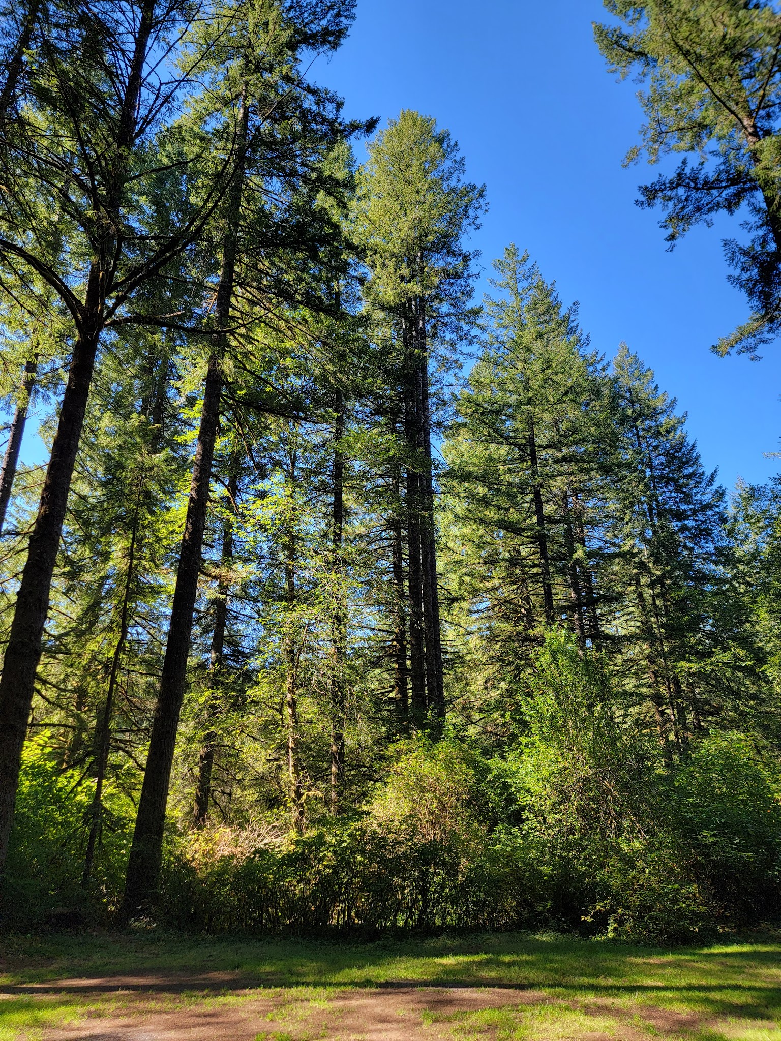 Silver Falls State Park