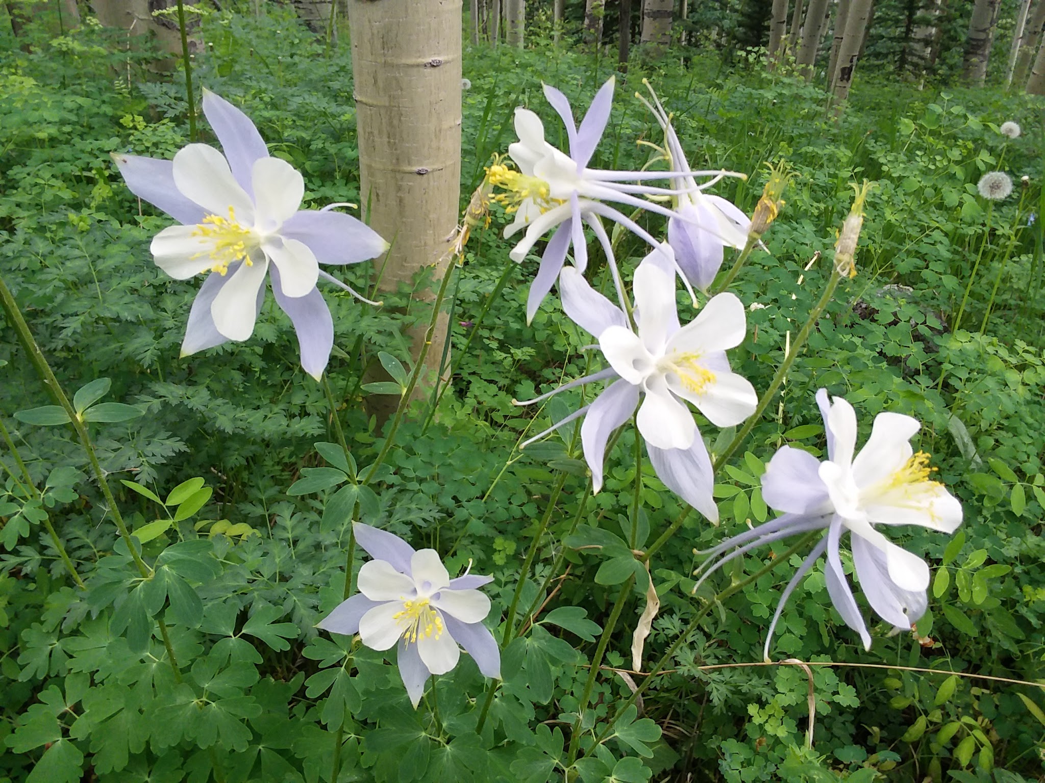 Silver Jack Campground (Co)