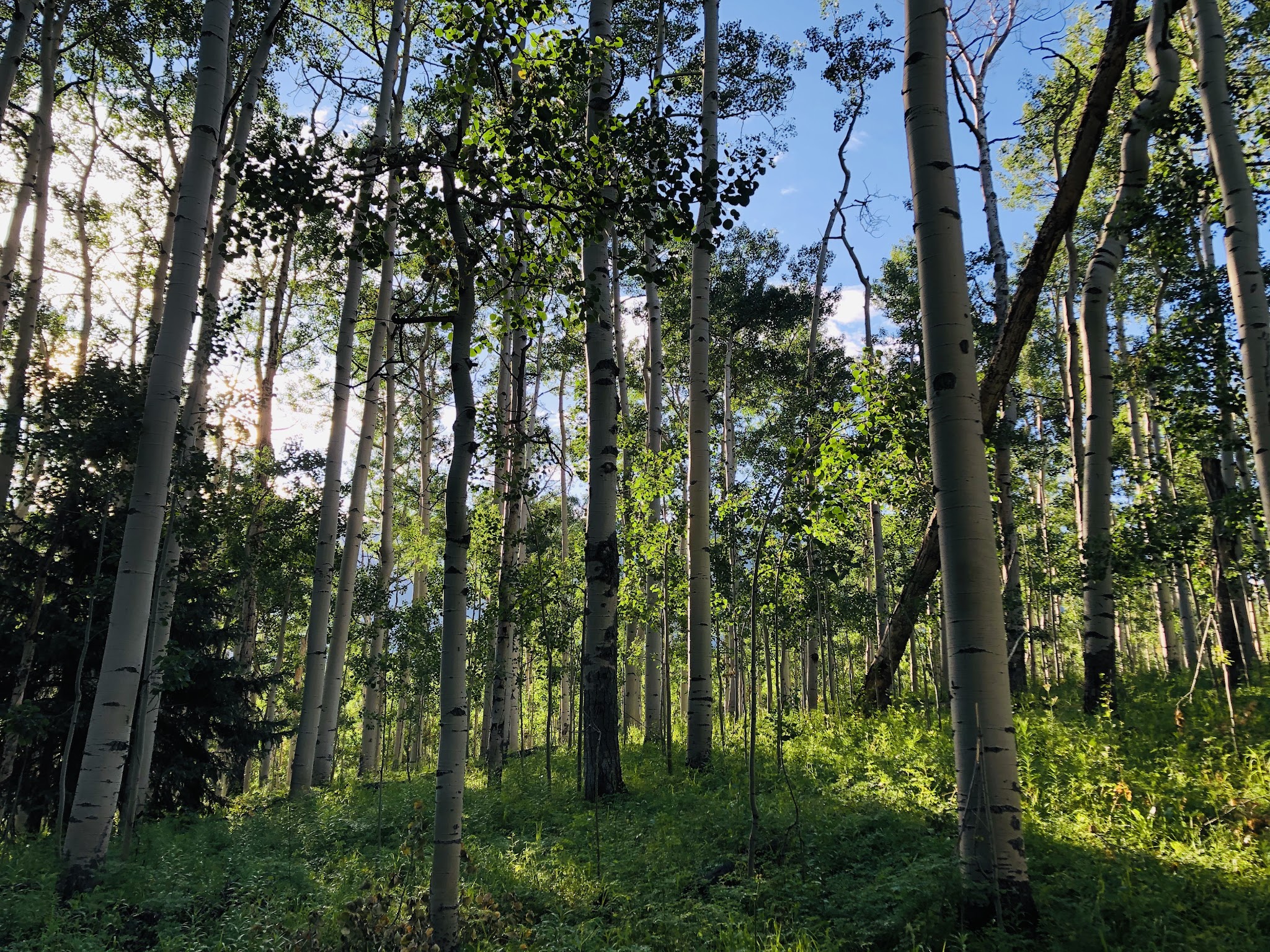 Silver Jack Campground (Co)