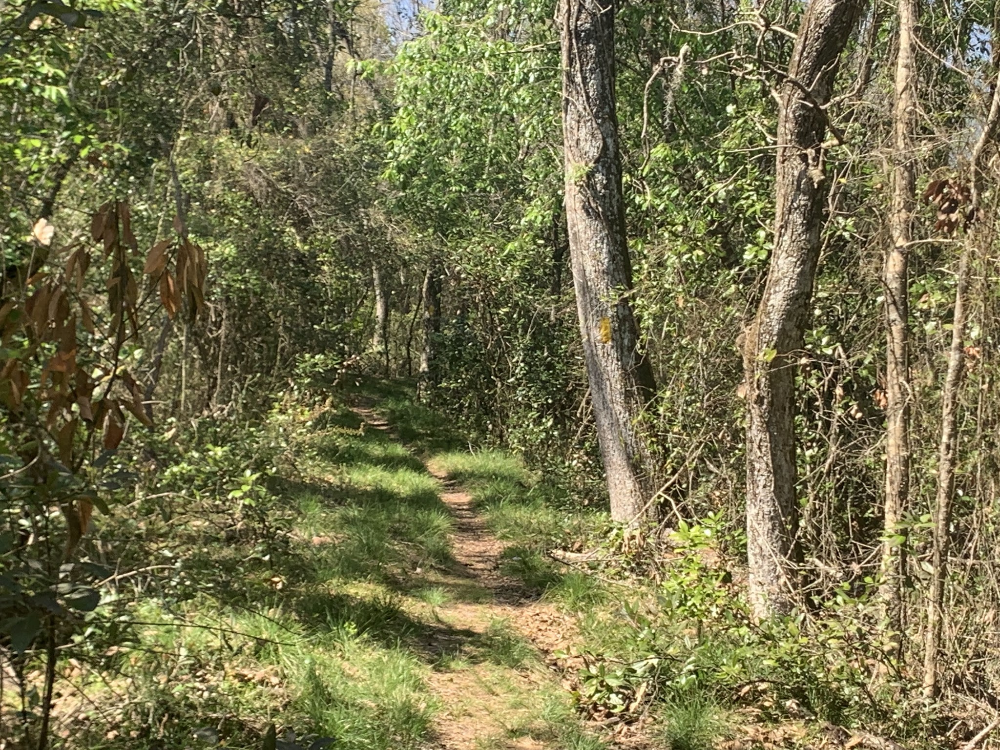 Silver Lake Campground Withlacoochee State Forest
