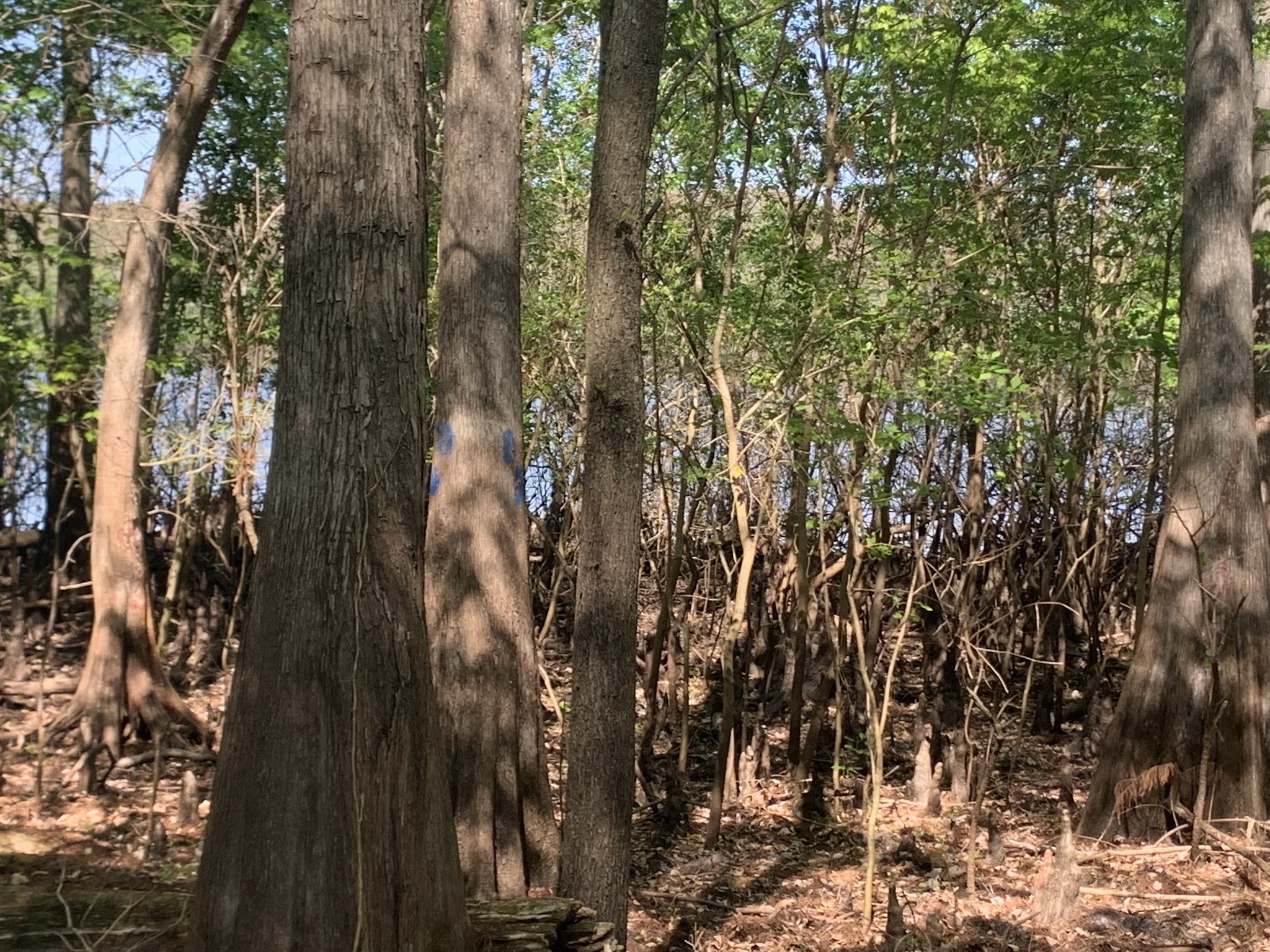 Silver Lake Campground Withlacoochee State Forest