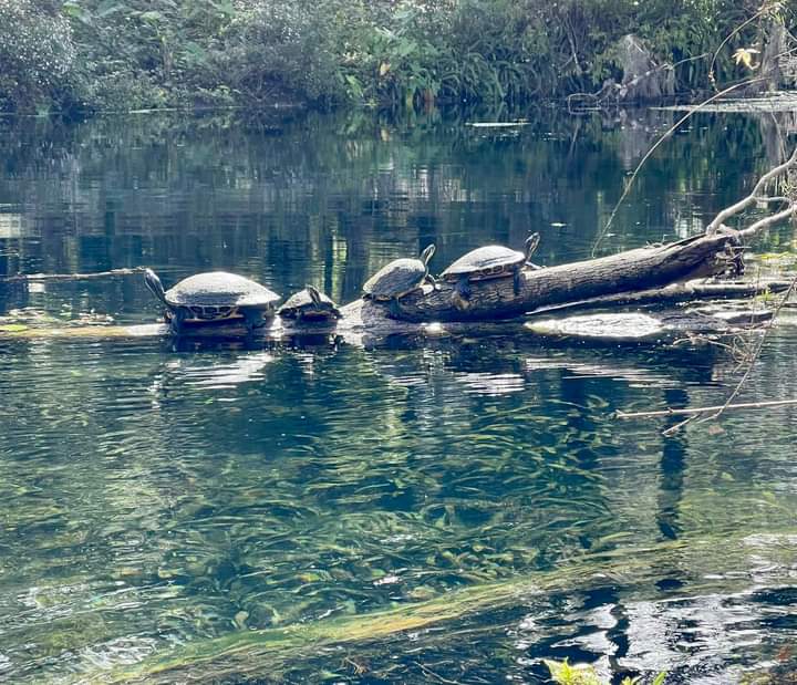 Silver Springs State Park Campground