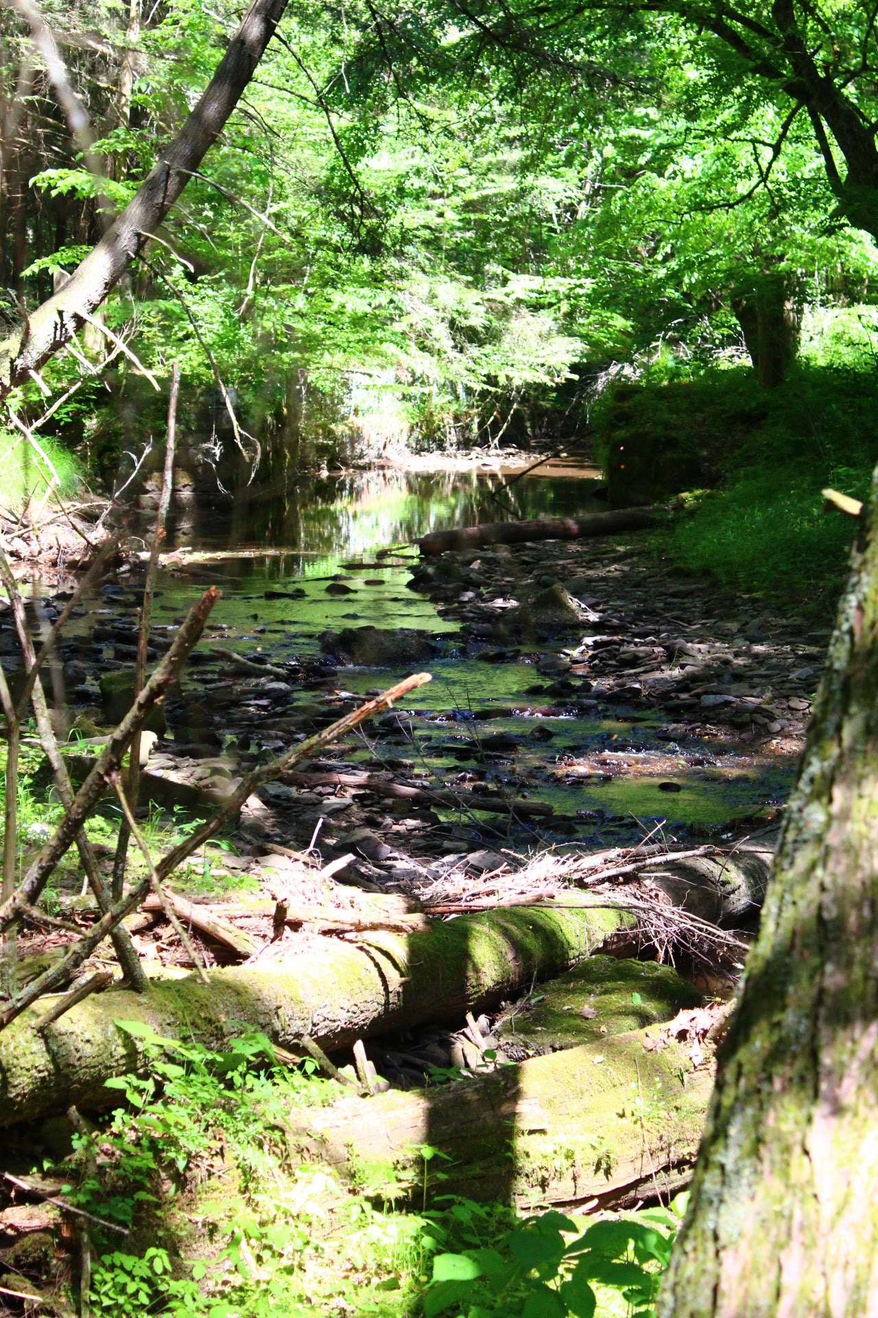 Sizerville State Park