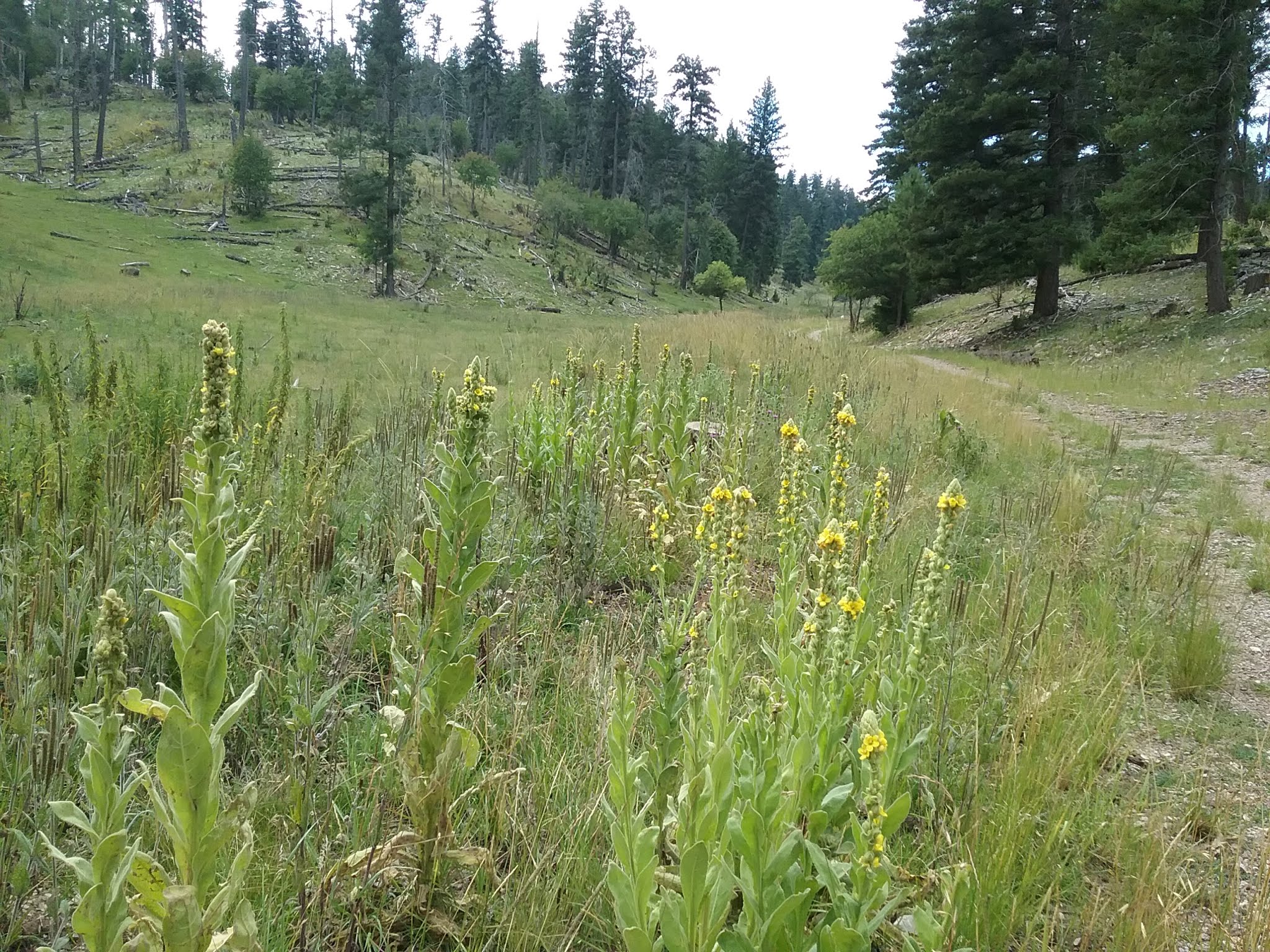 Sleepy Grass Campground