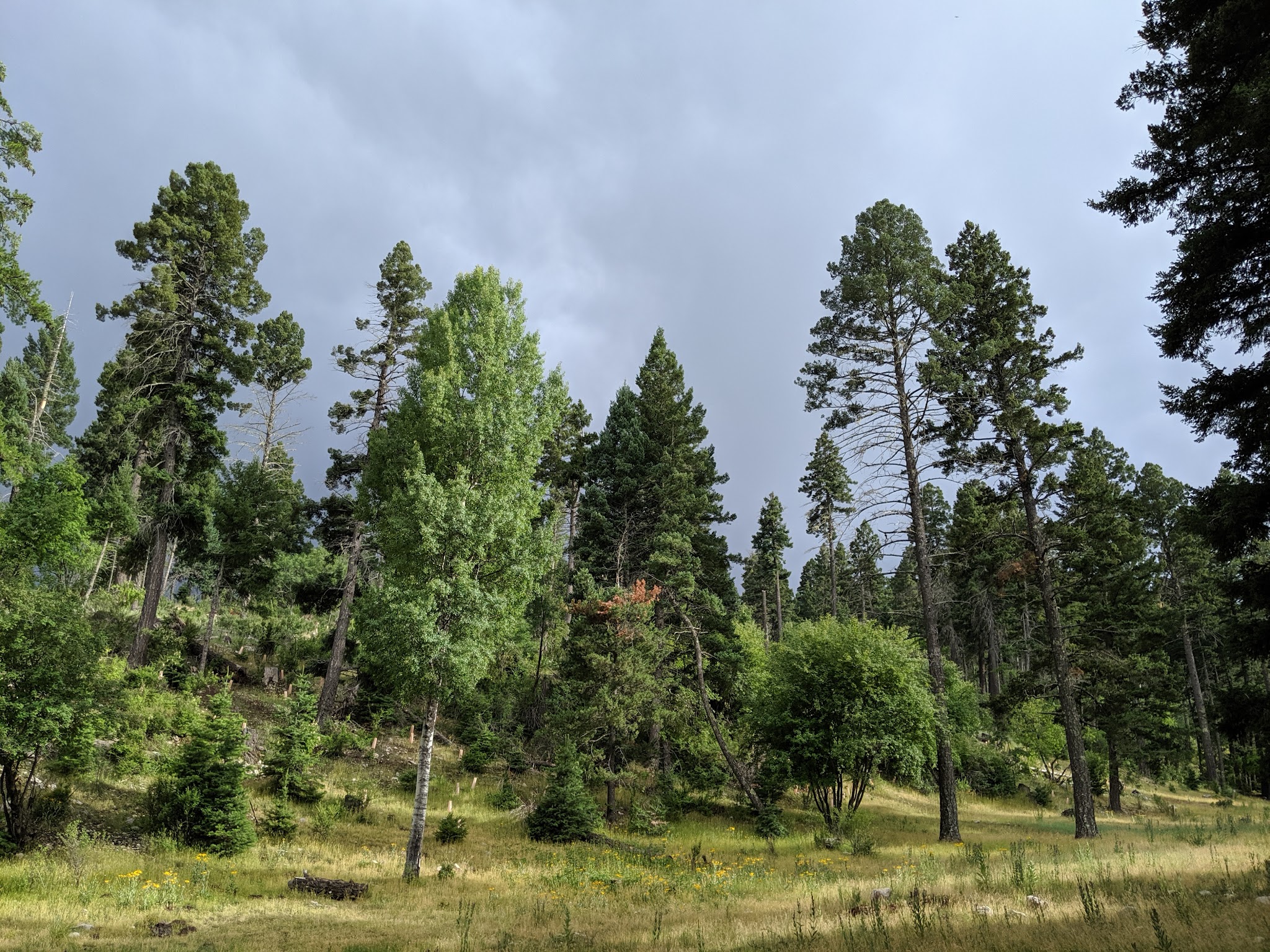 Sleepy Grass Campground