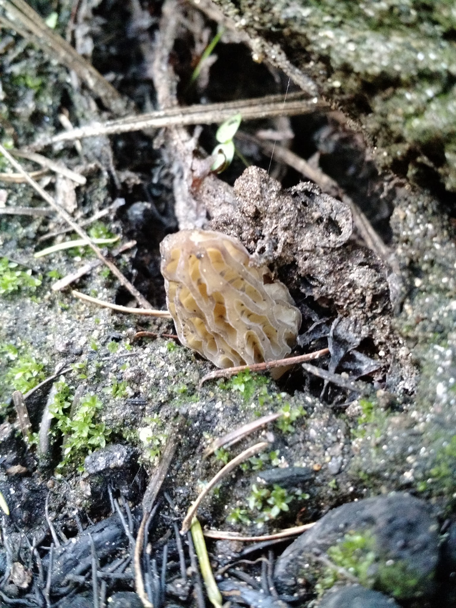 Slide Creek Dispersed Site