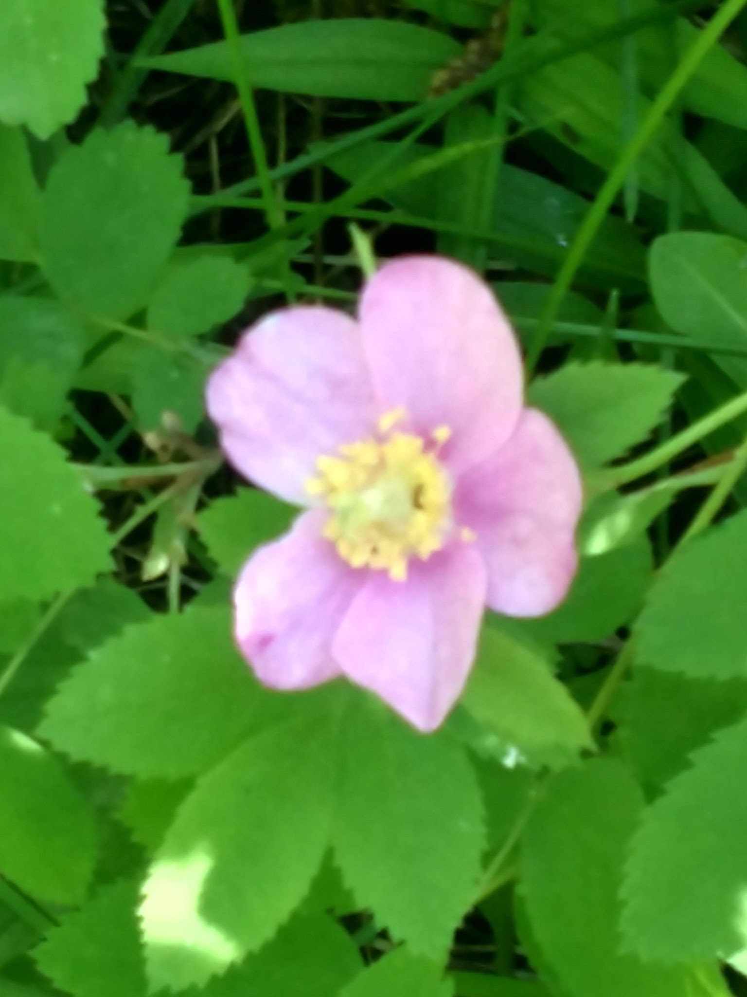 Smith Lake Campground