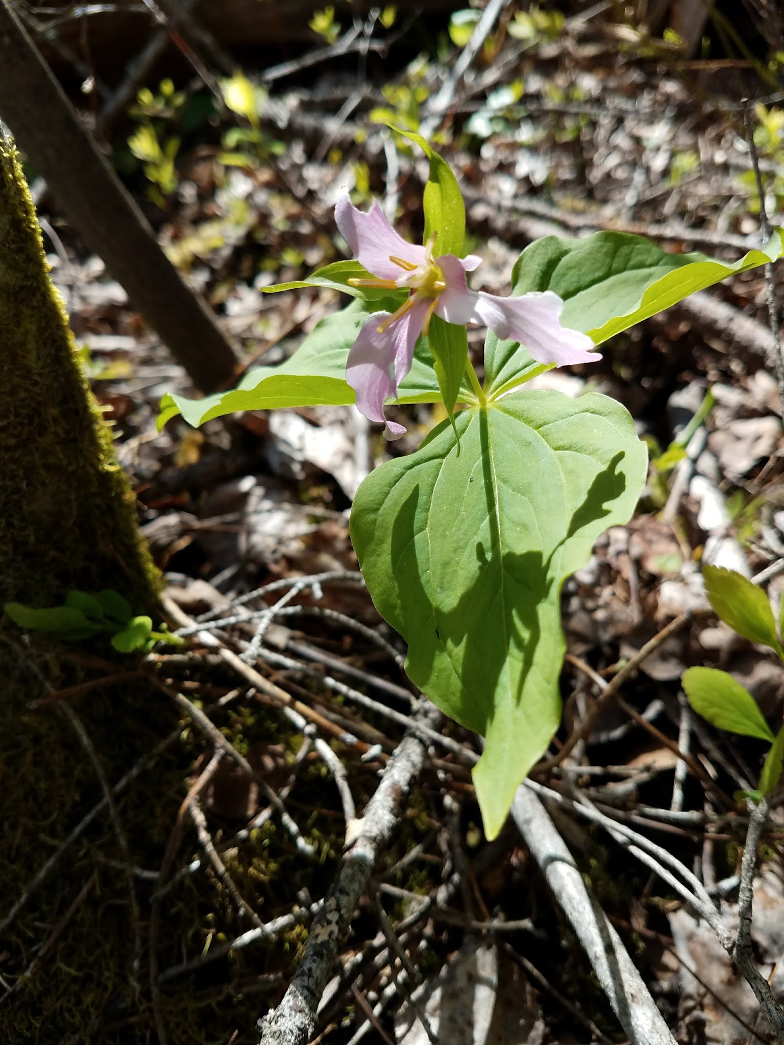 Smith Lake Campground