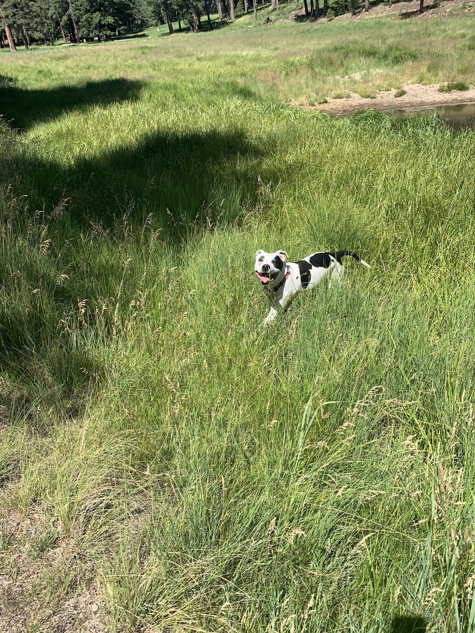 Snow Flat Dispersed Camping Area