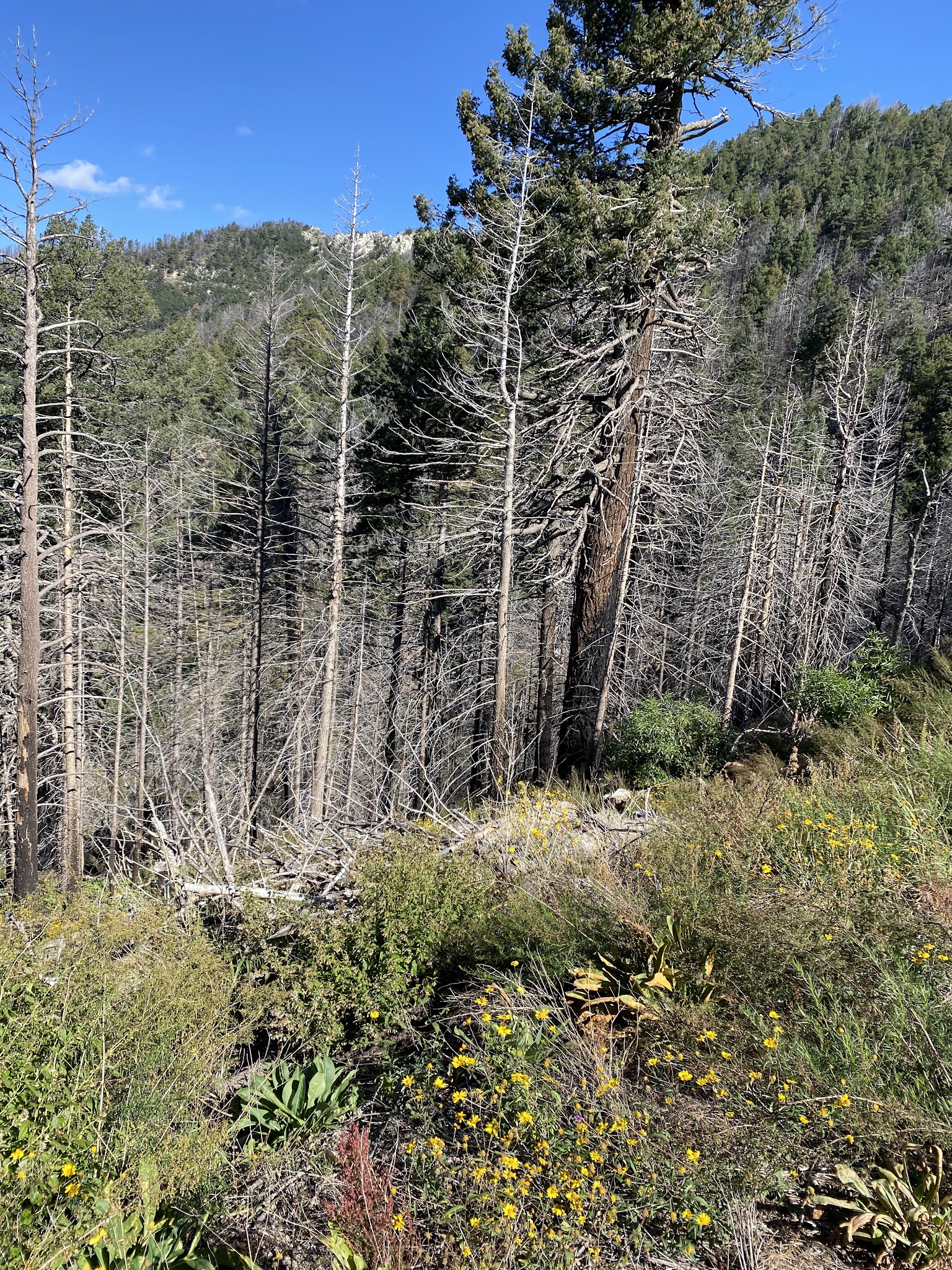 Snow Flat Dispersed Camping Area