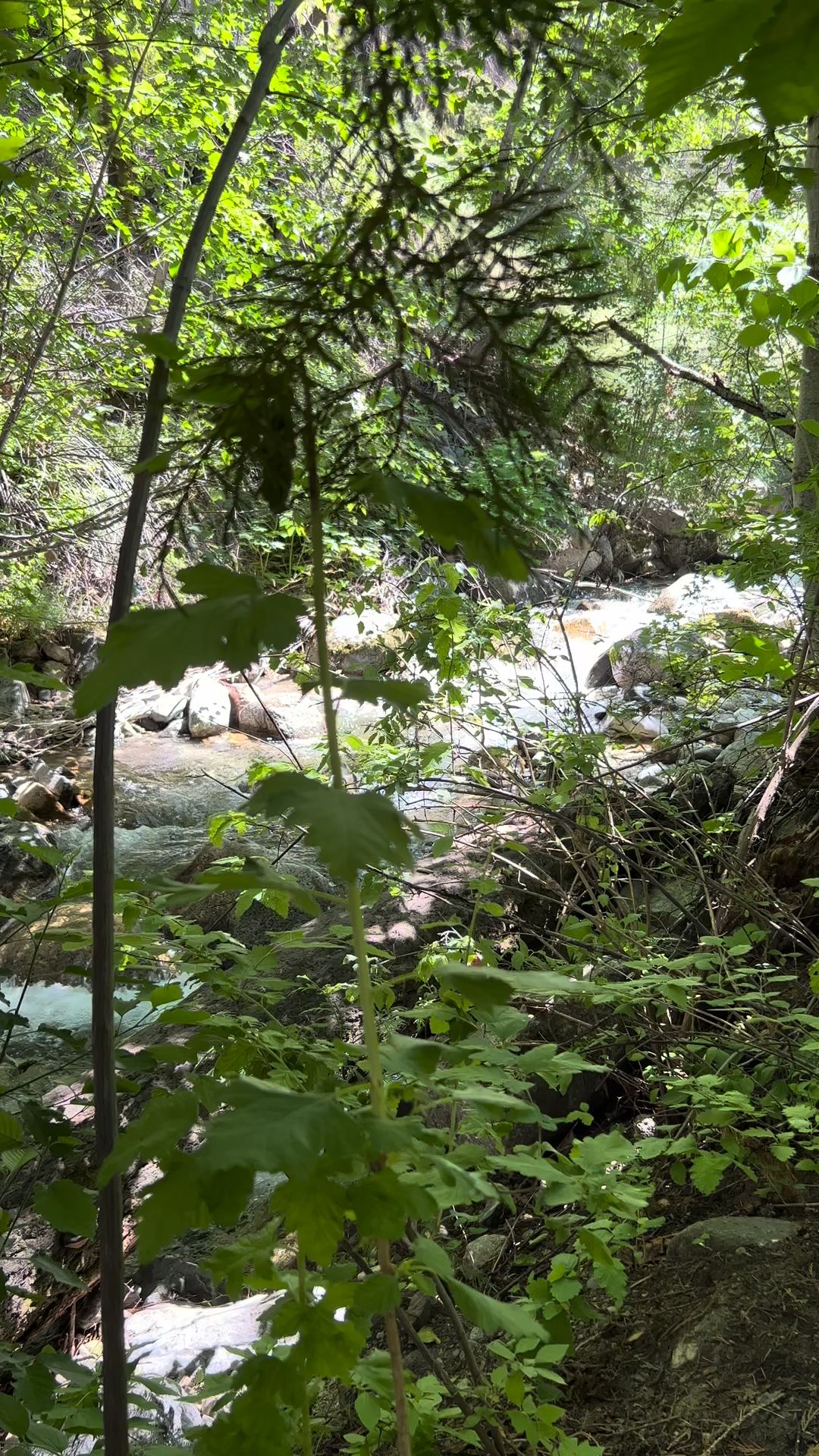 Snowberry Bowl Campground