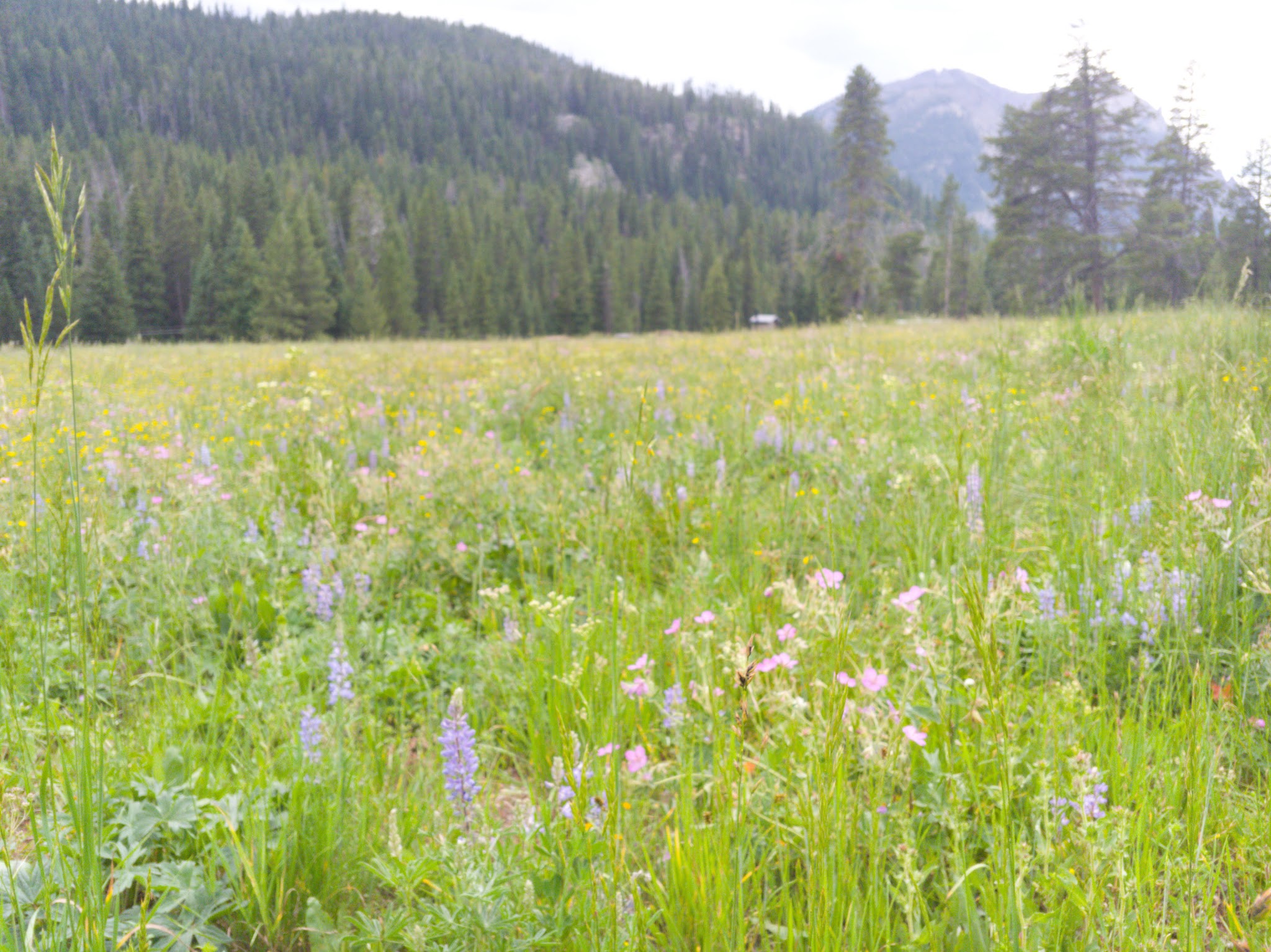 Soda Butte Campground