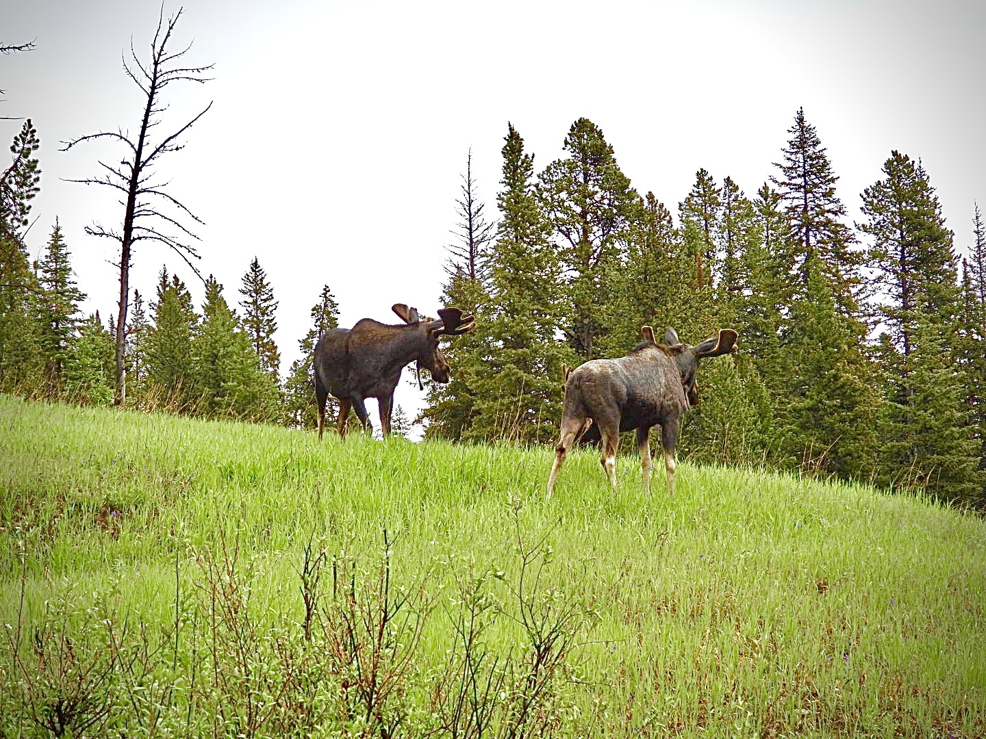 Soda Butte Campground