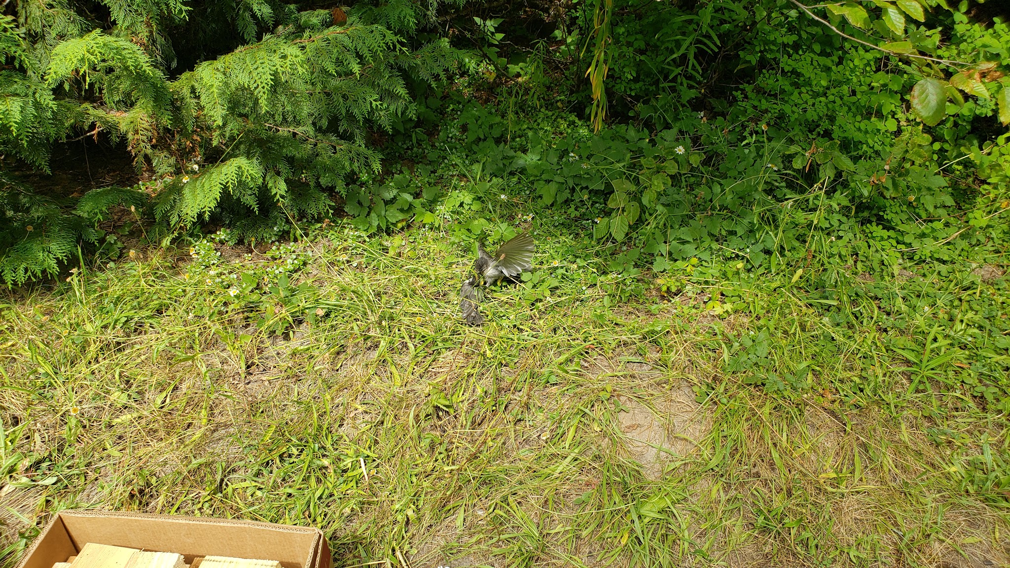 Campground: Soda Spring