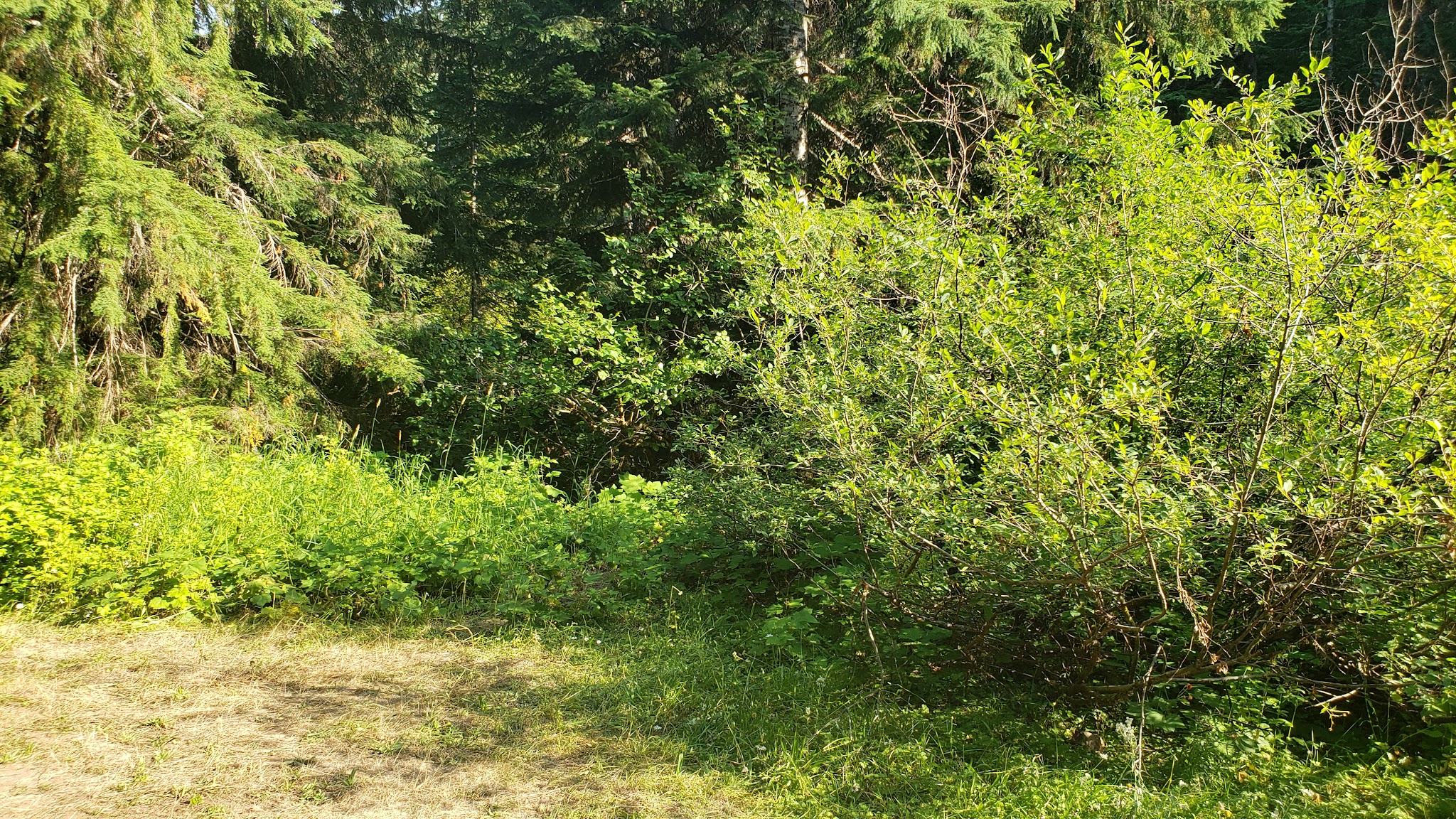 Campground: Soda Spring