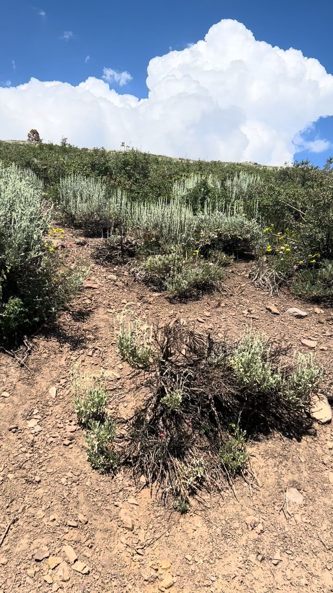 Sonora Bridge Campground