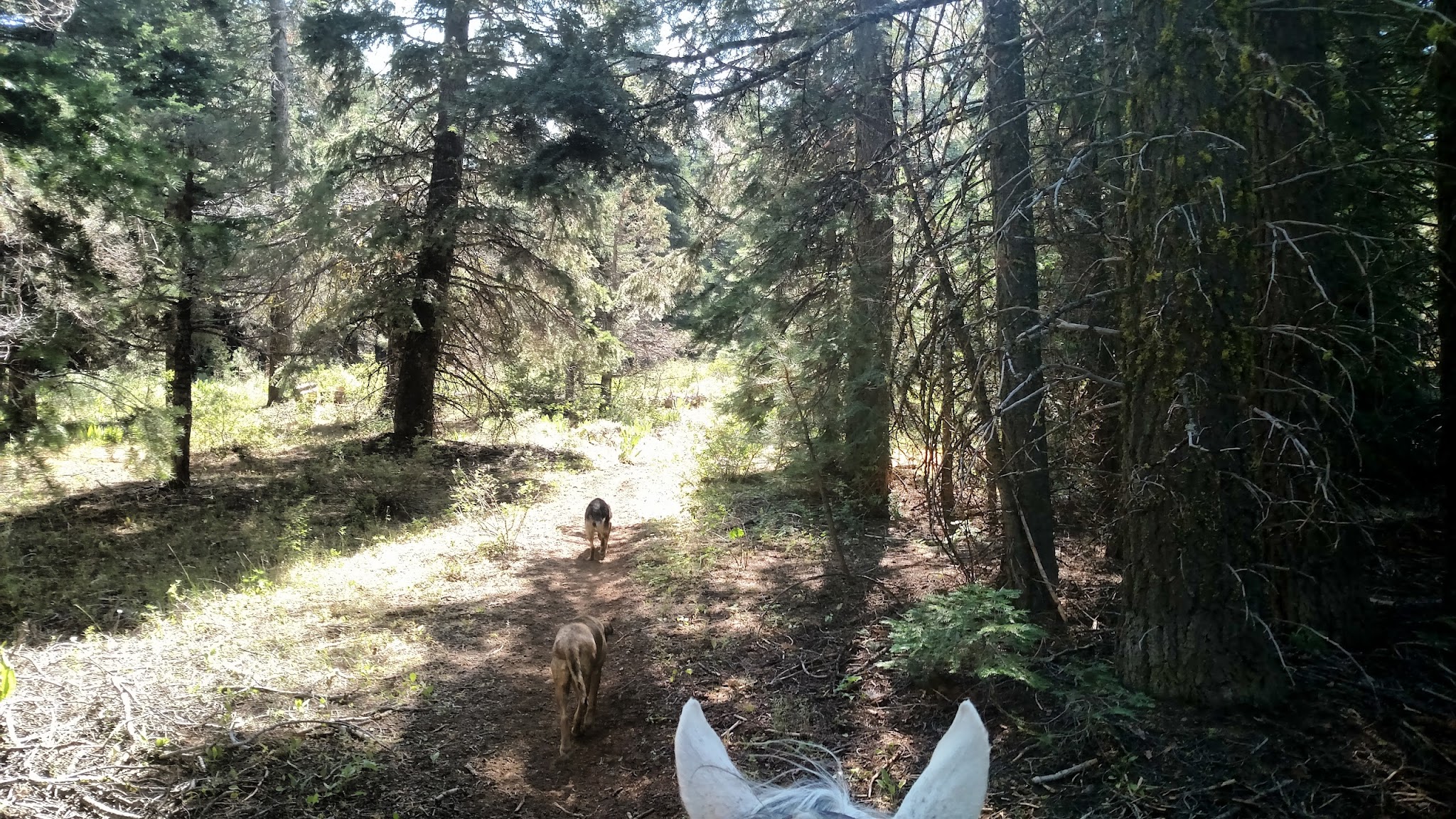 Soup Springs Campground