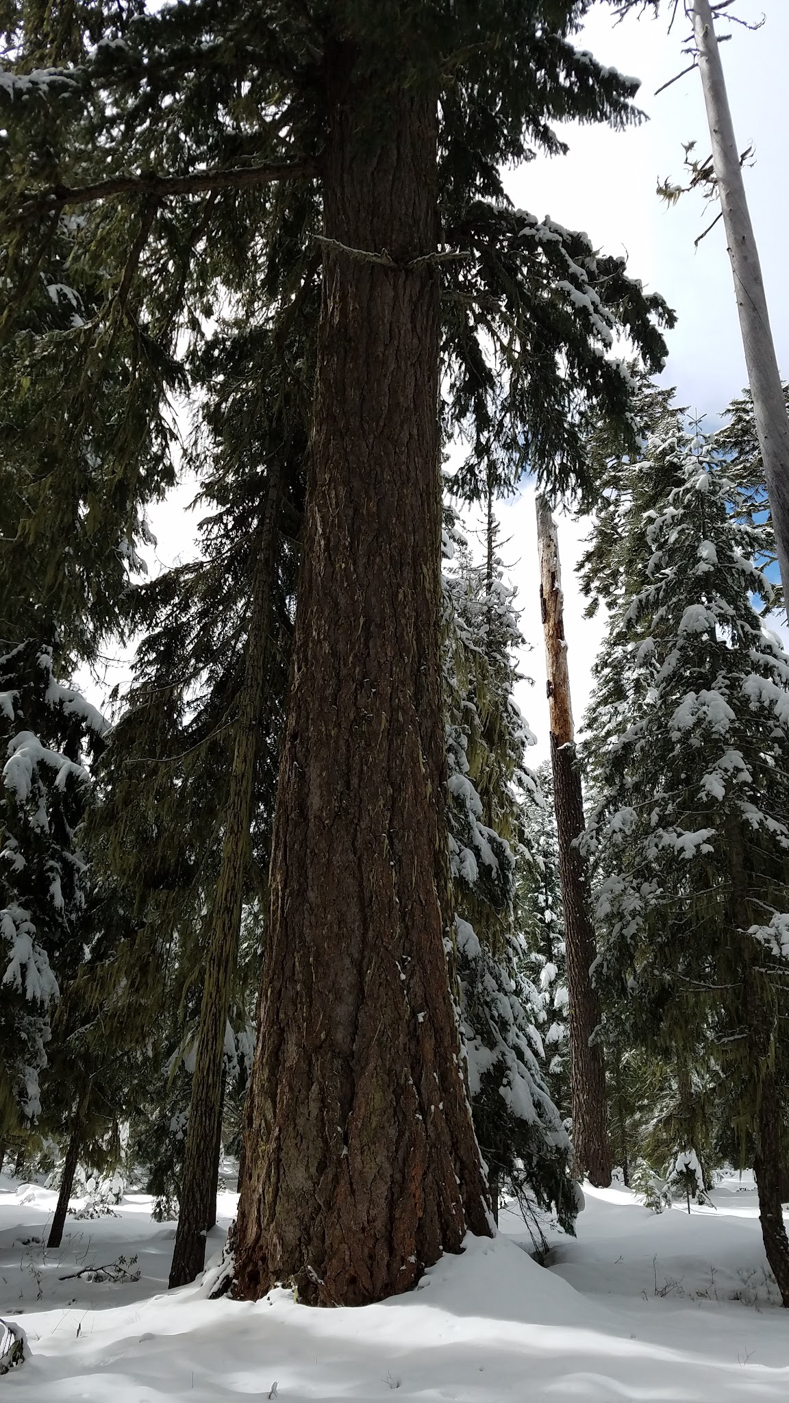 South Brown Mountain Shelter