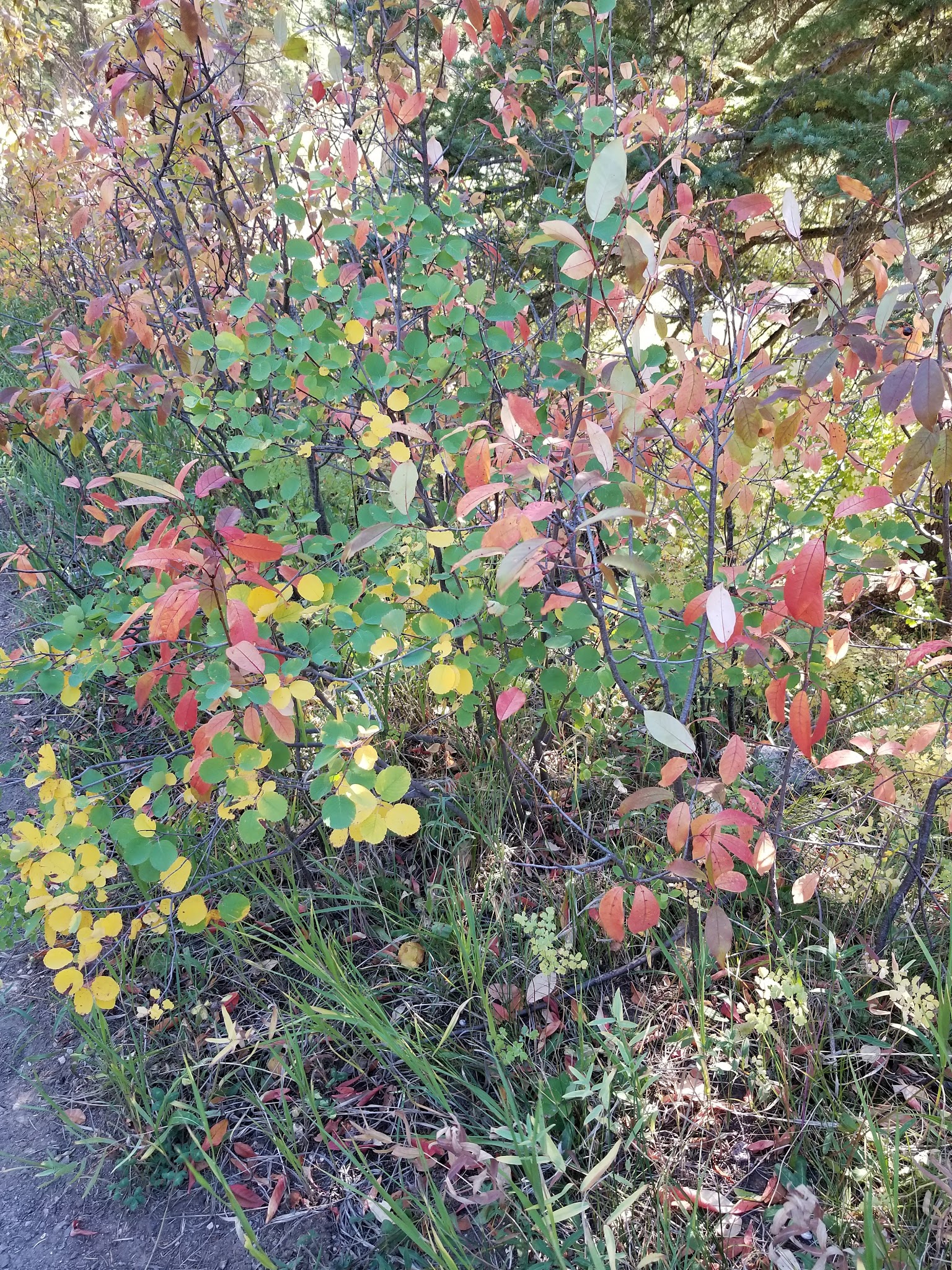 South Fork Campground & Trailhead