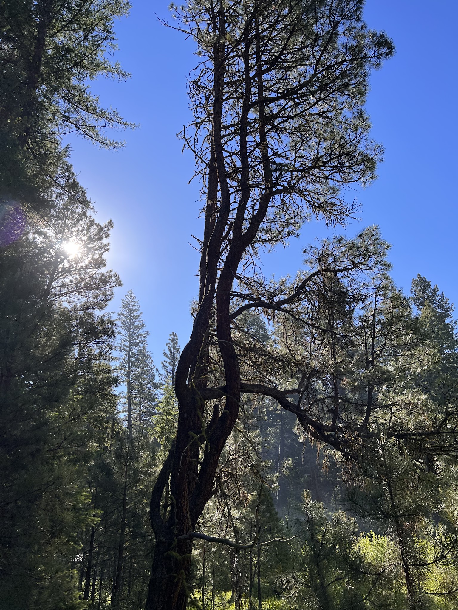 South Fork Campground