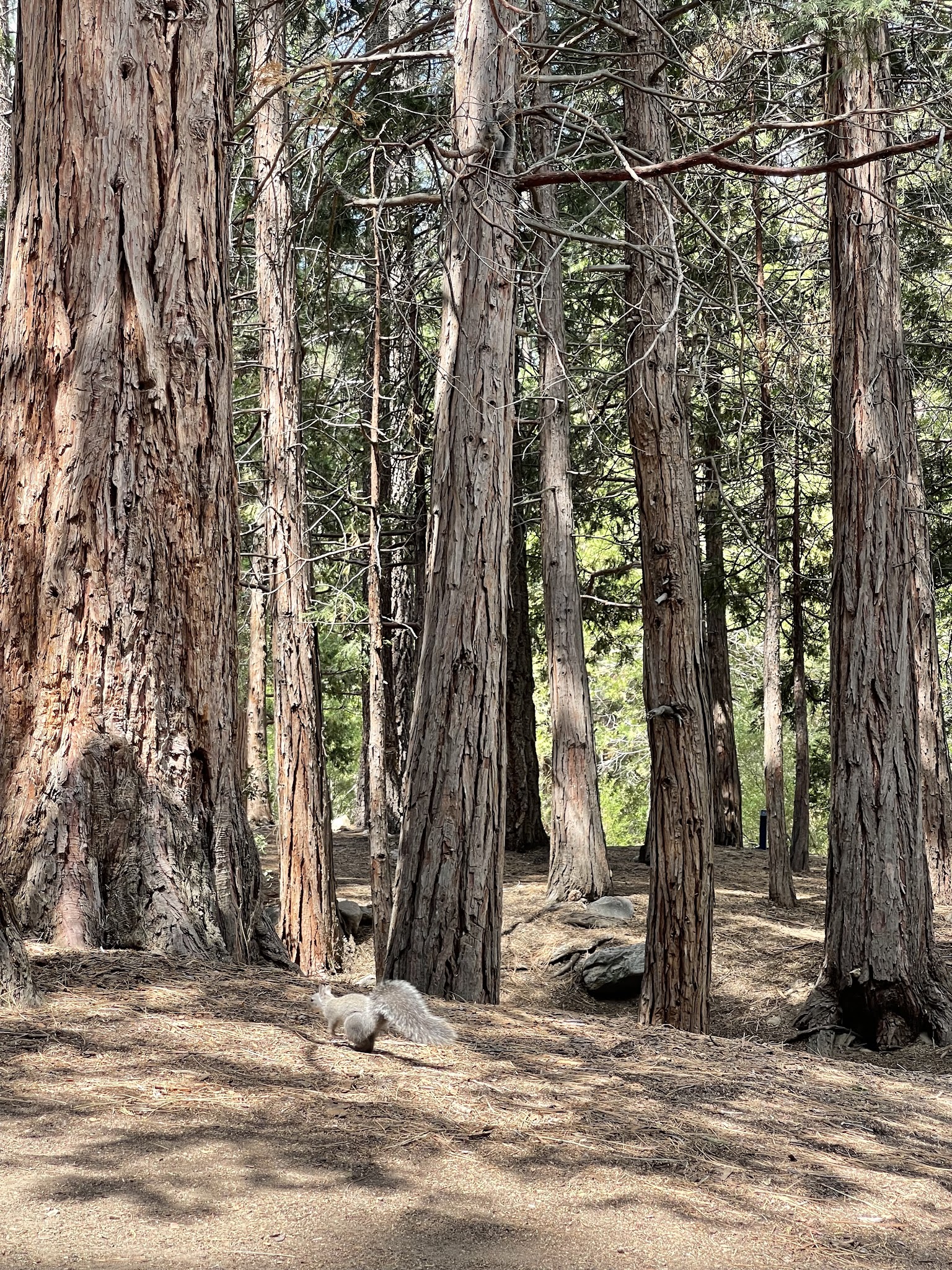 South Fork Family Campground