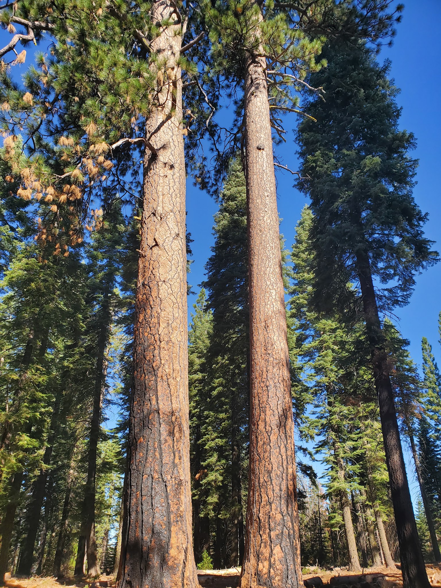 South Fork Group - Eldorado Nf (Ca)