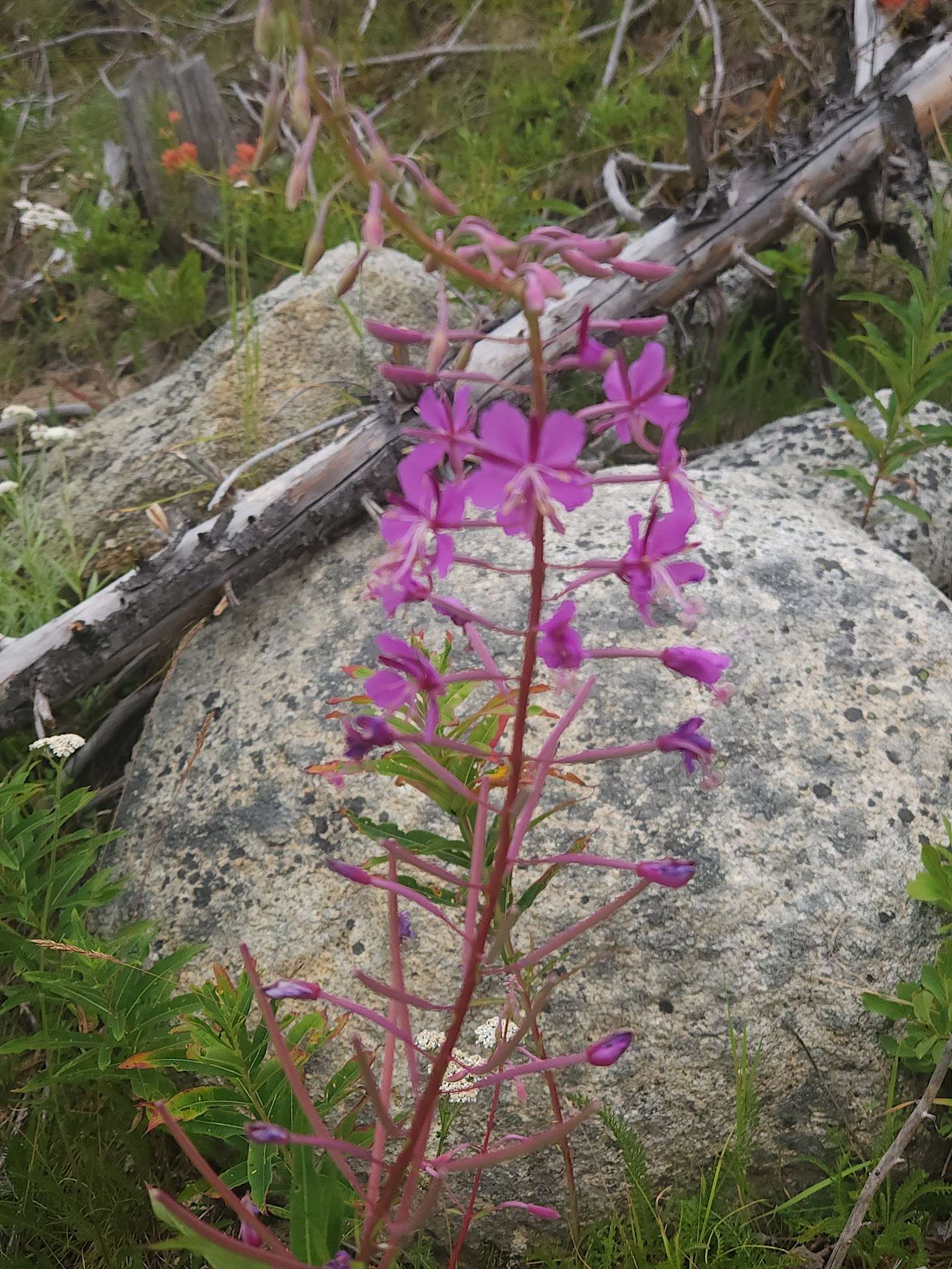 South Fork Salmon River Campground