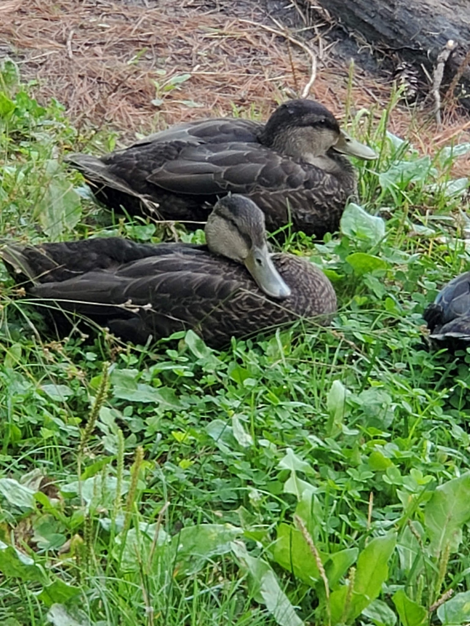 South Gemini Lake State Forest Campground