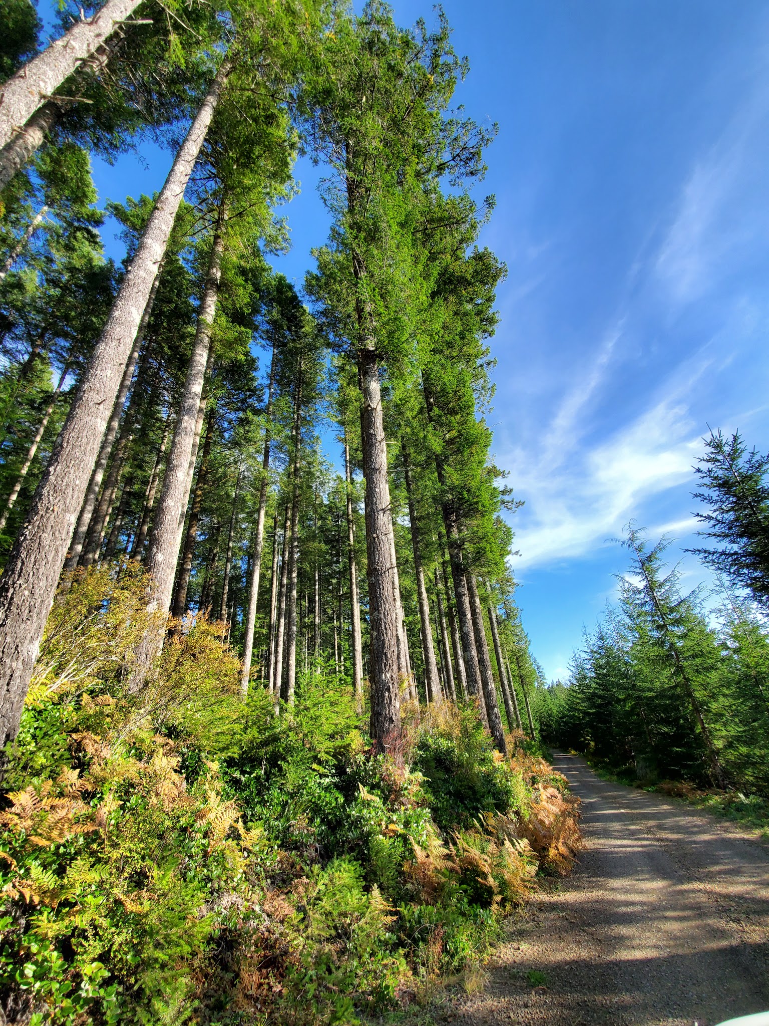 South Lake Dispersed Area | OR | Camping Information & Reviews - Main photo