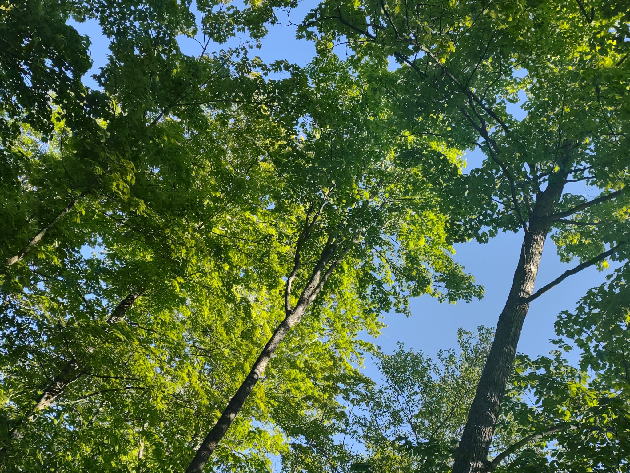 South Manistique Lake State Forest Campground