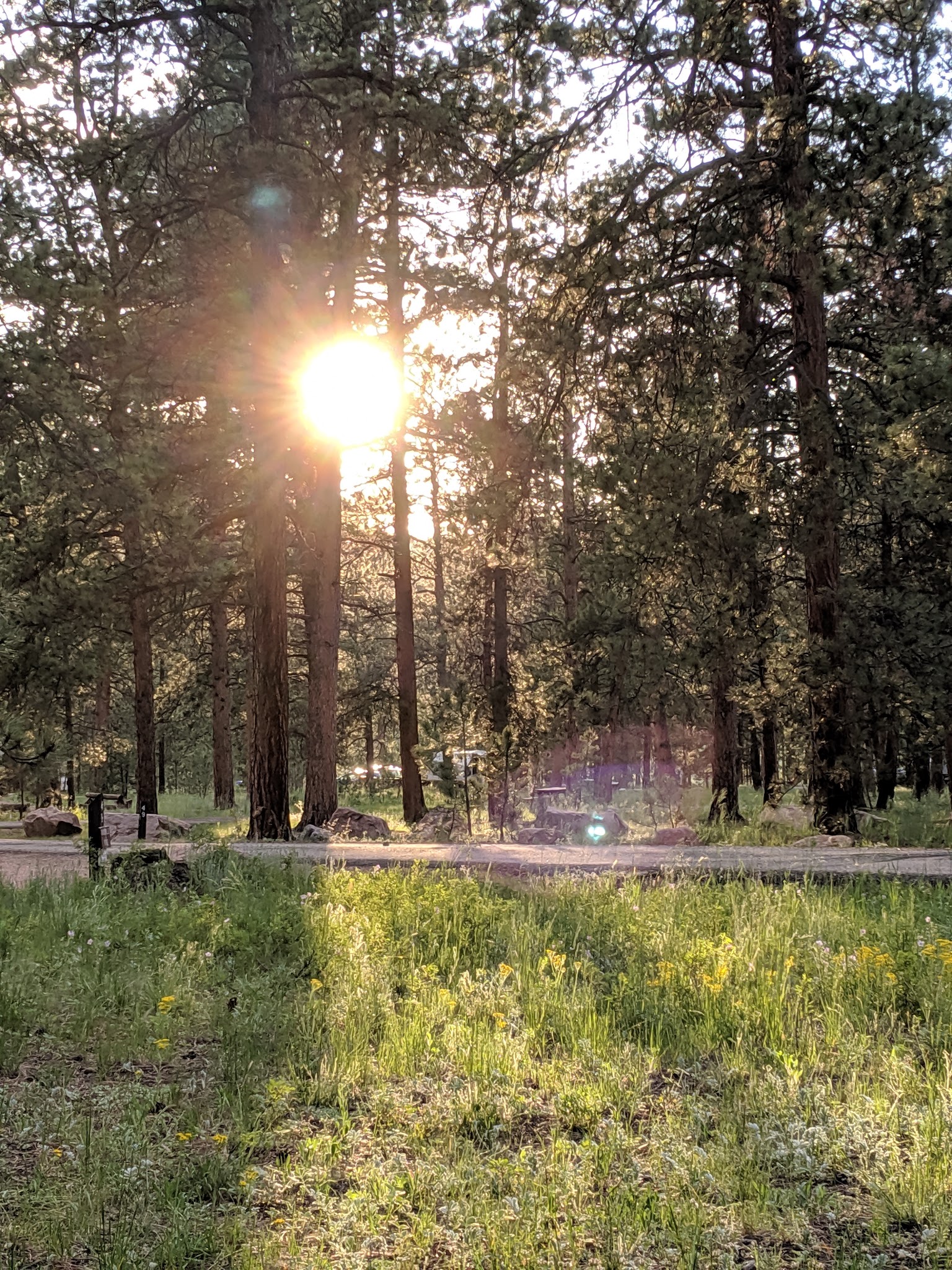 South Meadows - Pike San Isabel Nf (Co)