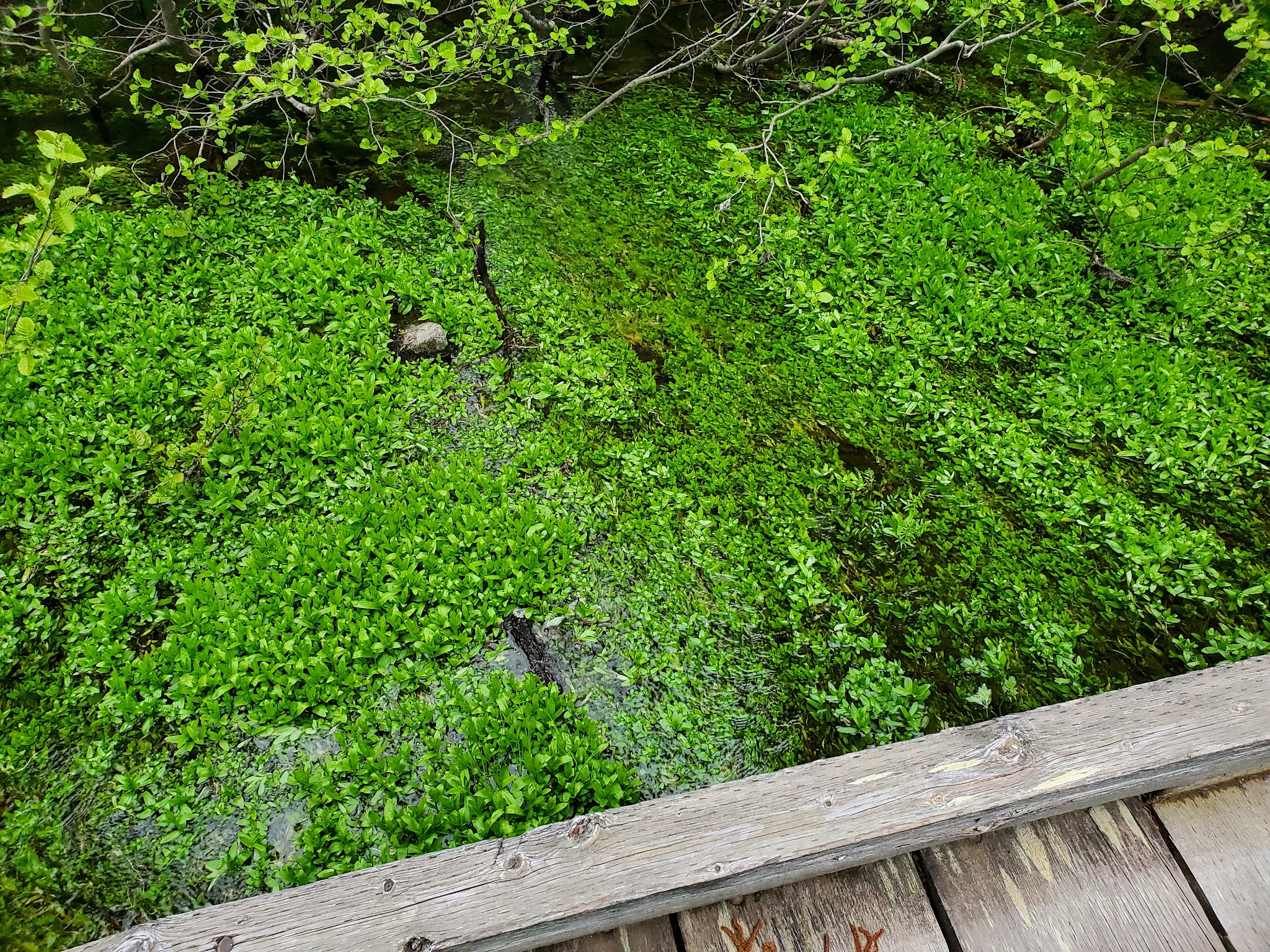South Skookum Lake Campground