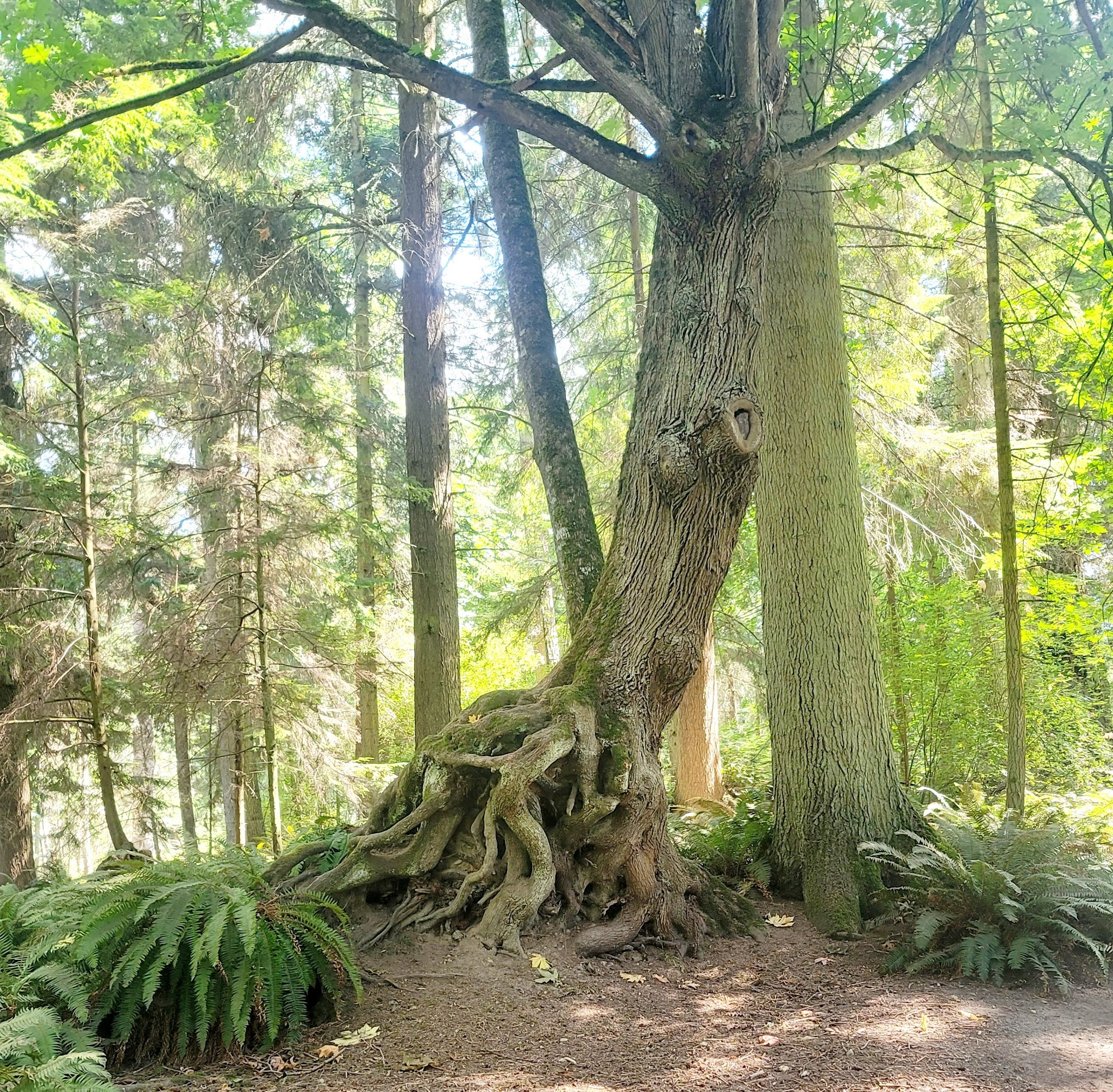 South Whidbey State Park