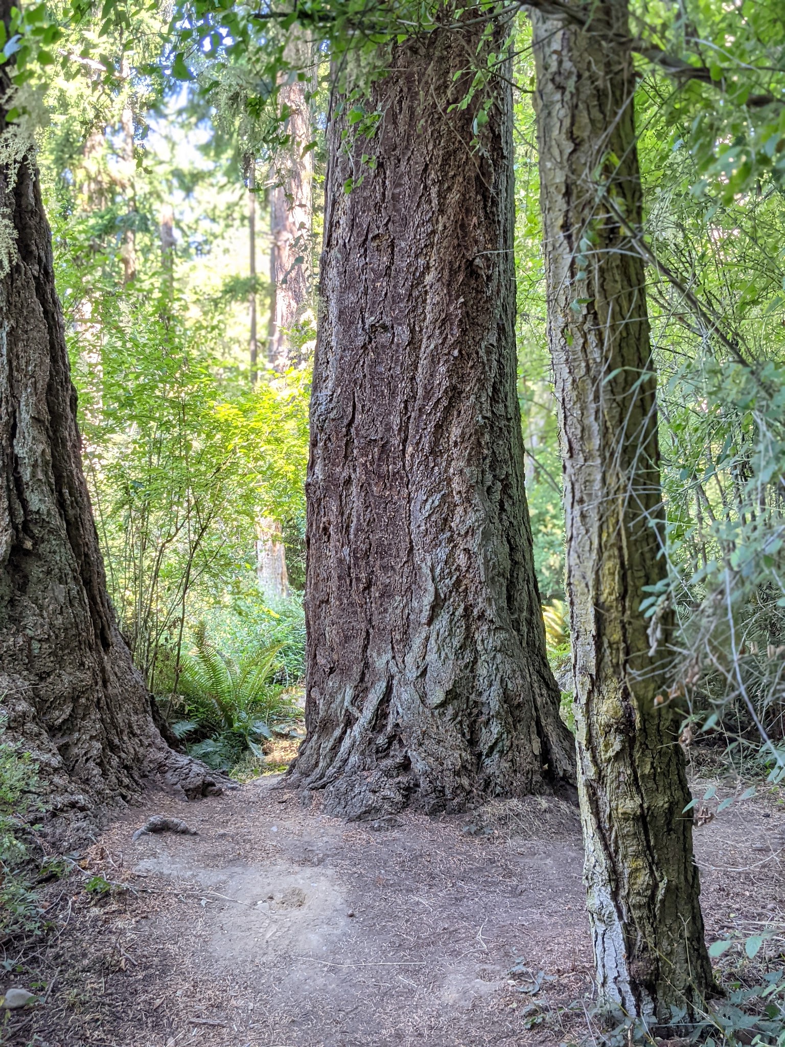 South Whidbey State Park